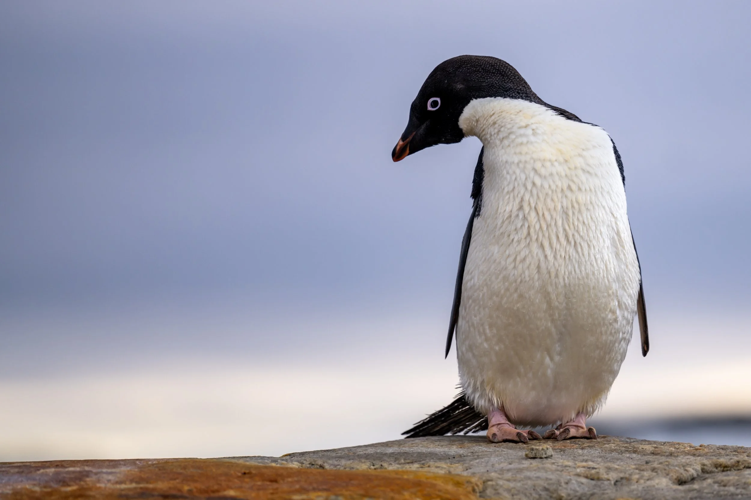 C38 - Adélie penguin down at Casey wharf