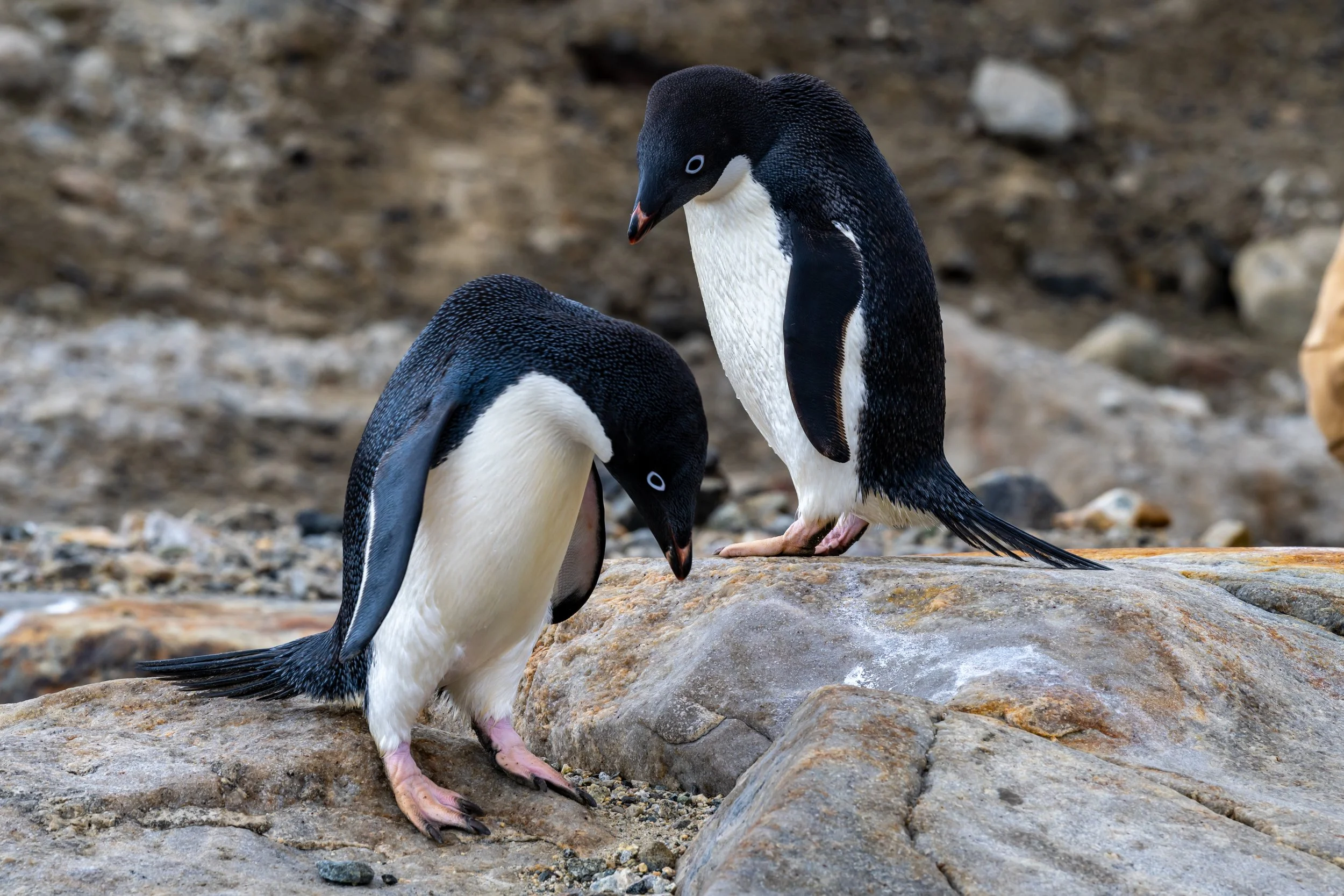 C44 - A couple of Adélie penguins near the Casey wharf