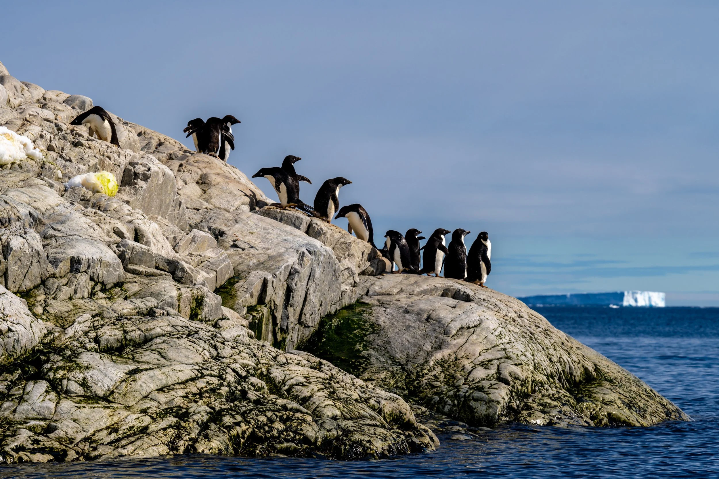 C45 - Adélie penguin 'on and off ramp' at the northern side of Shirley Island.