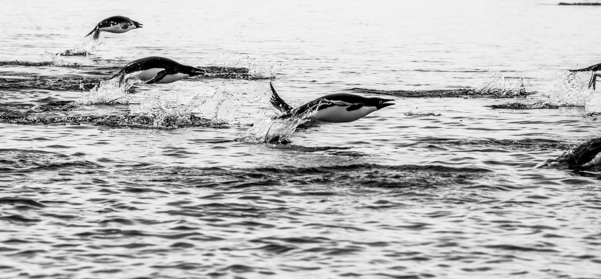 C51 - Adélie penguins 'porpoising' during a late January boat cruise through to O'Brien Bay on the southern side of the Bailey Peninsula