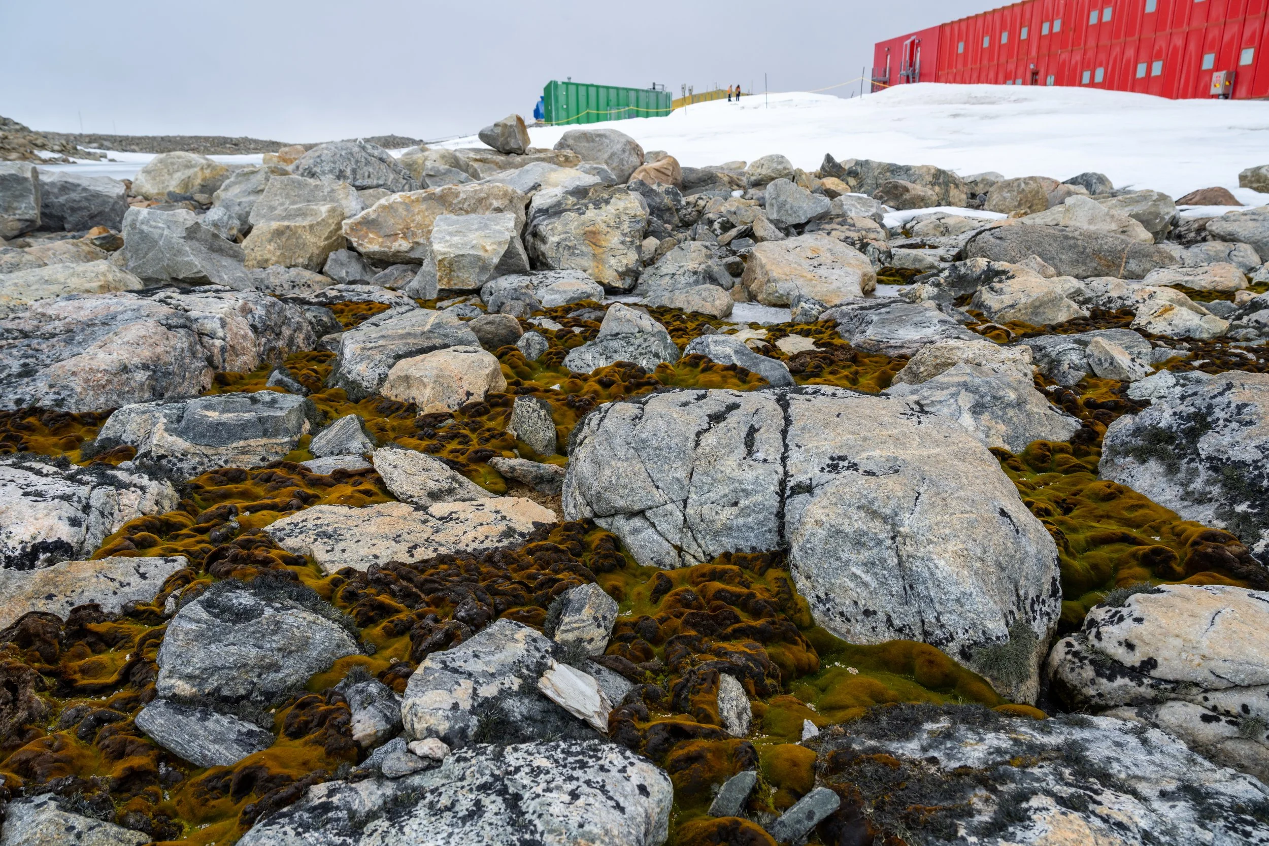 C56 - Succulent moss beds just south of the Red Shed