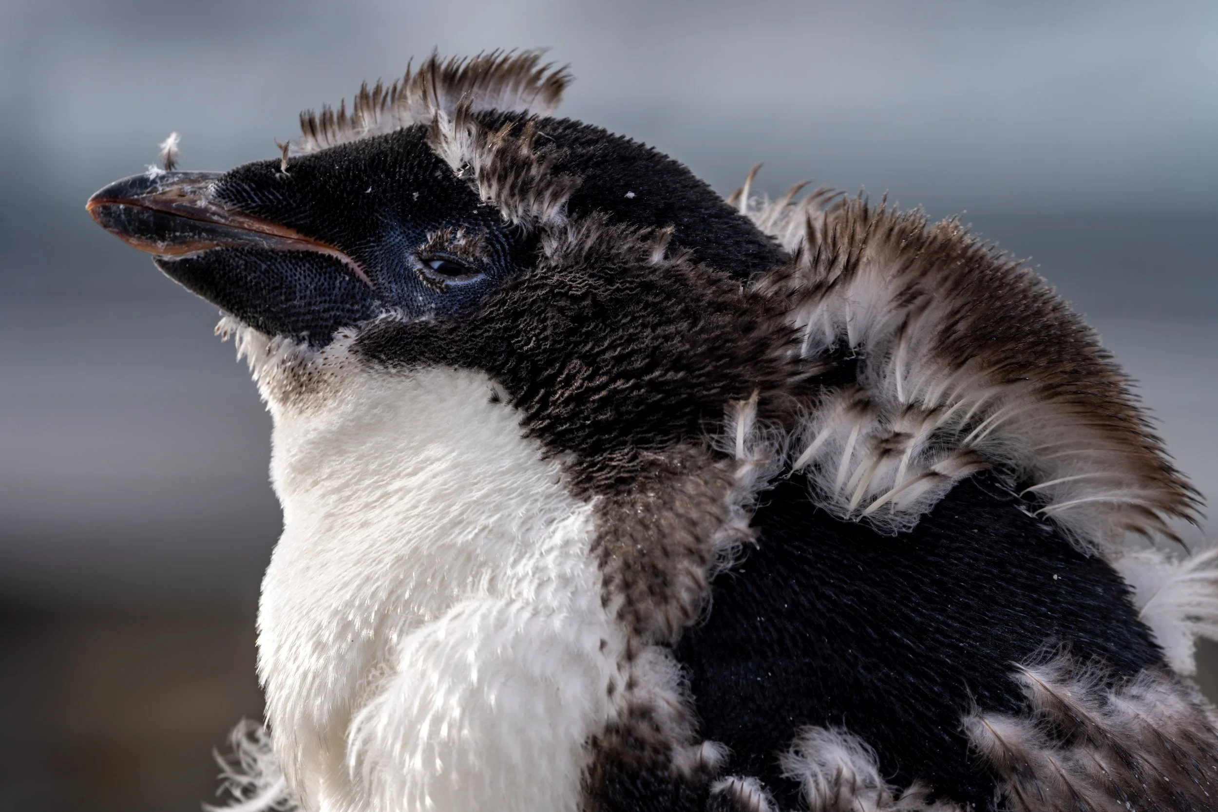 C60 - Young Adélie penguin looking very uncomfortable during moulting