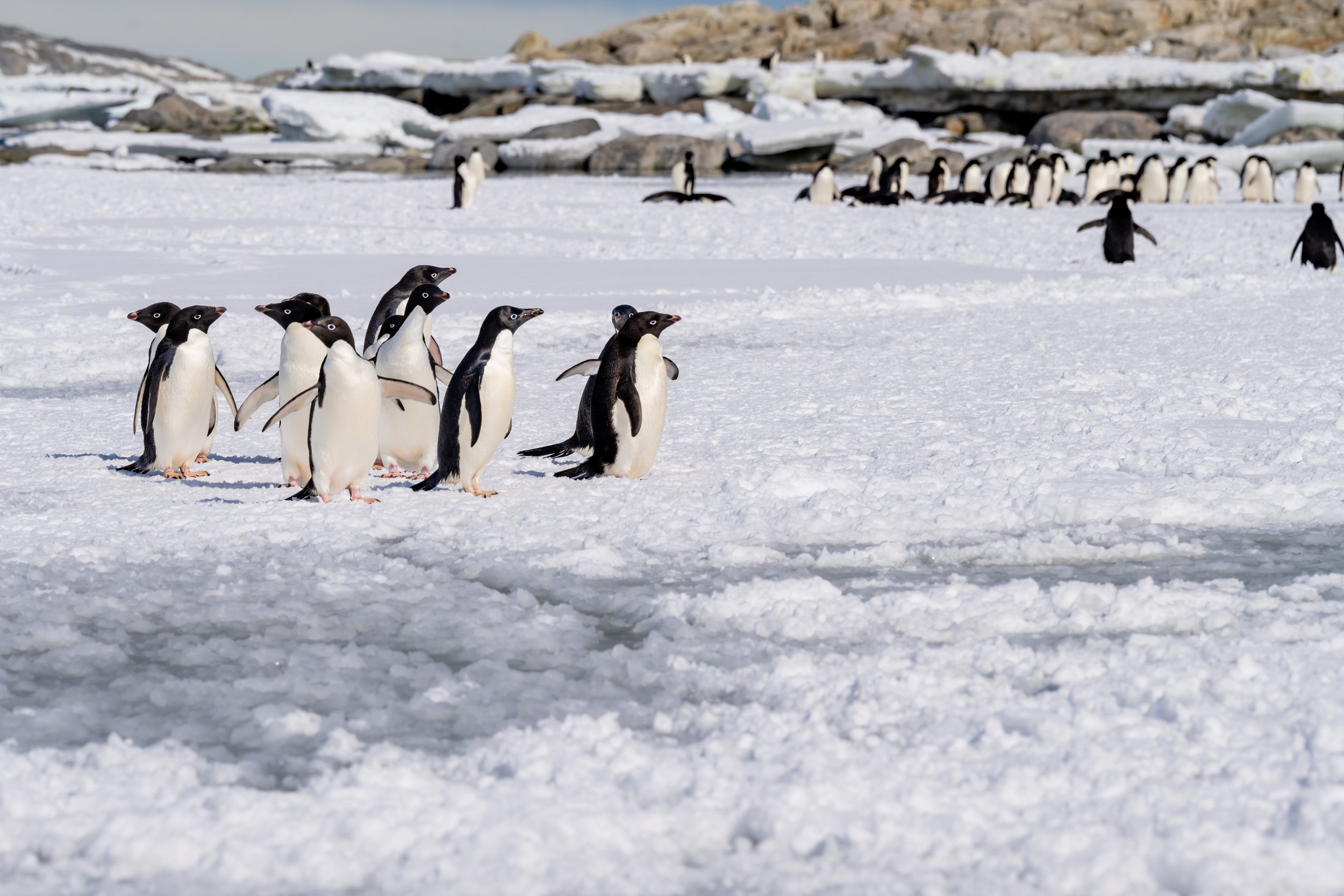 C61 - During a late January boat cruise through to O'Brien Bay on the southern side of the Bailey Peninsula
