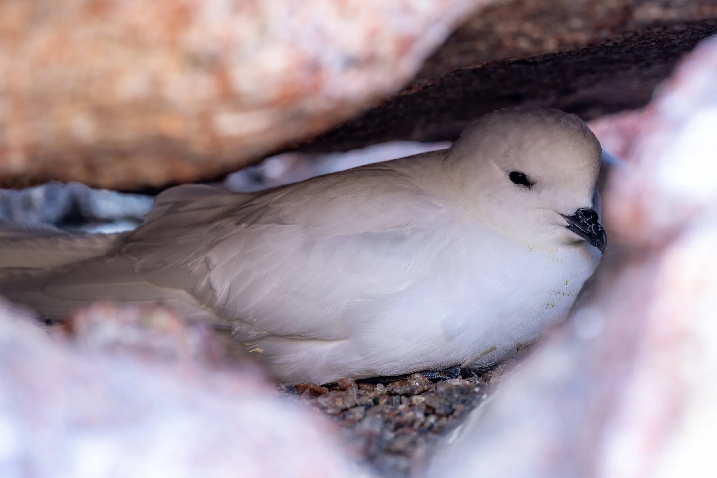 C63 - Snow Petrel nesting amongst the rocks on the Bailey Peninsula