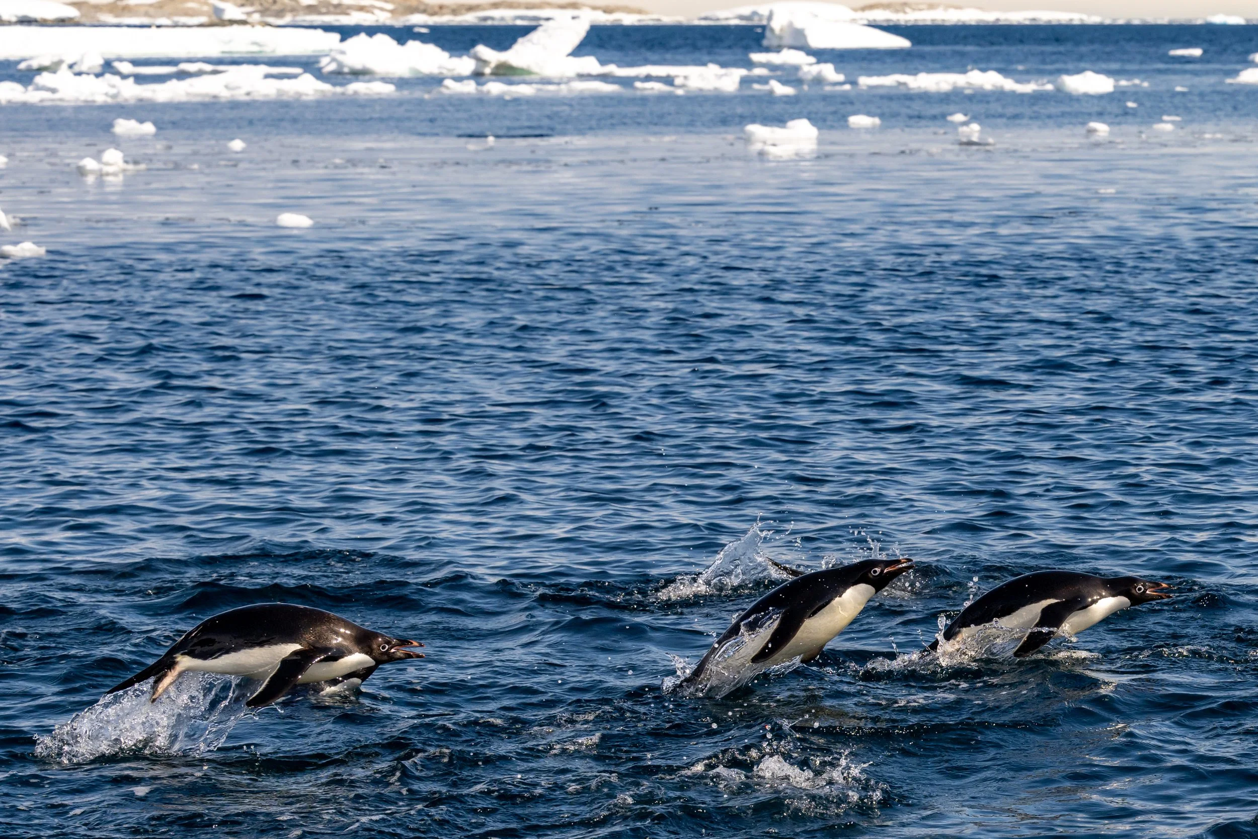 C67 - Adélie penguins 'porpoising' during a late January boat cruise through to O'Brien Bay on the southern side of the Bailey Peninsula