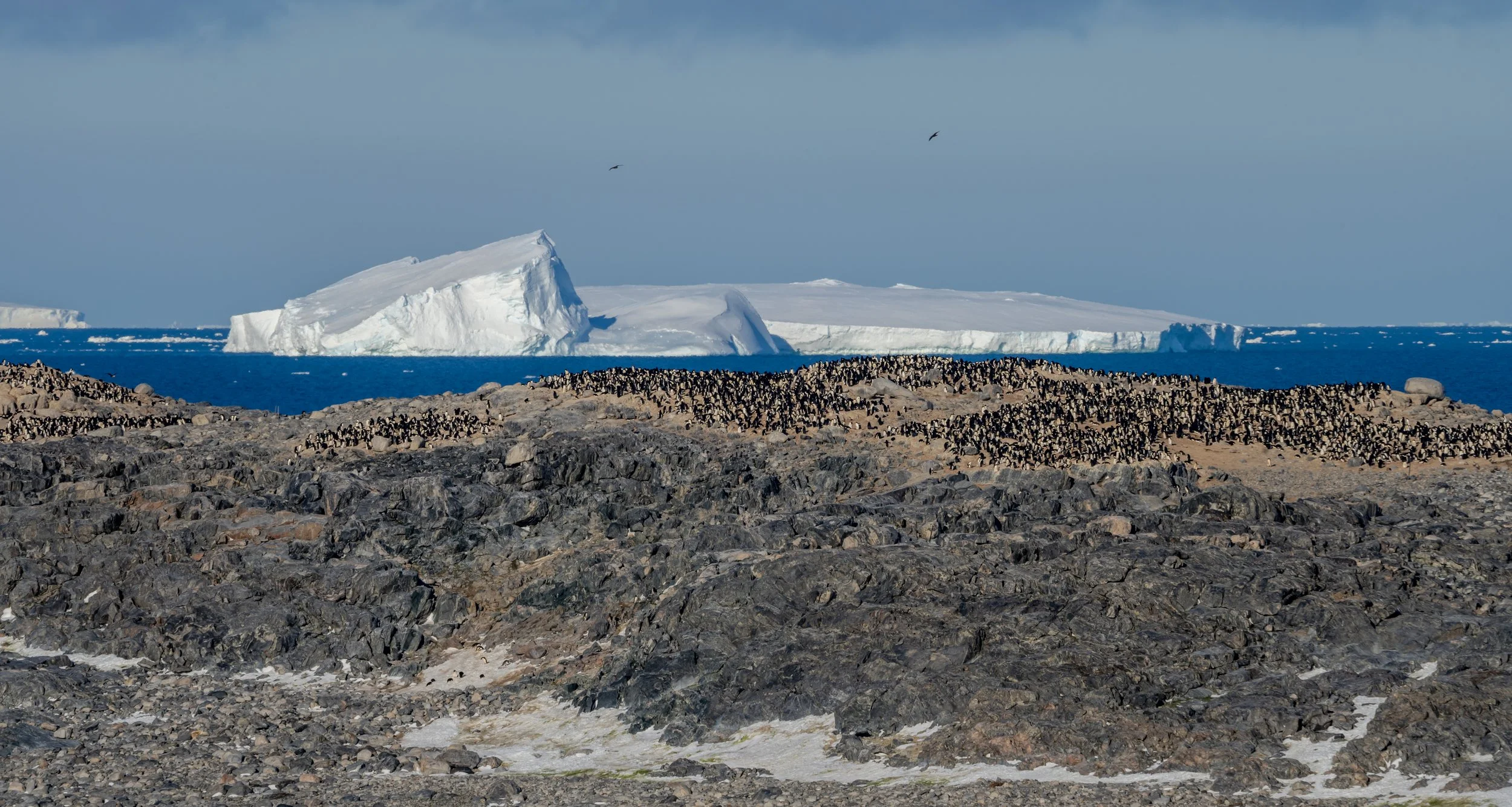 C68 - Shirley Island penguin colony as seen from Reeve Hill