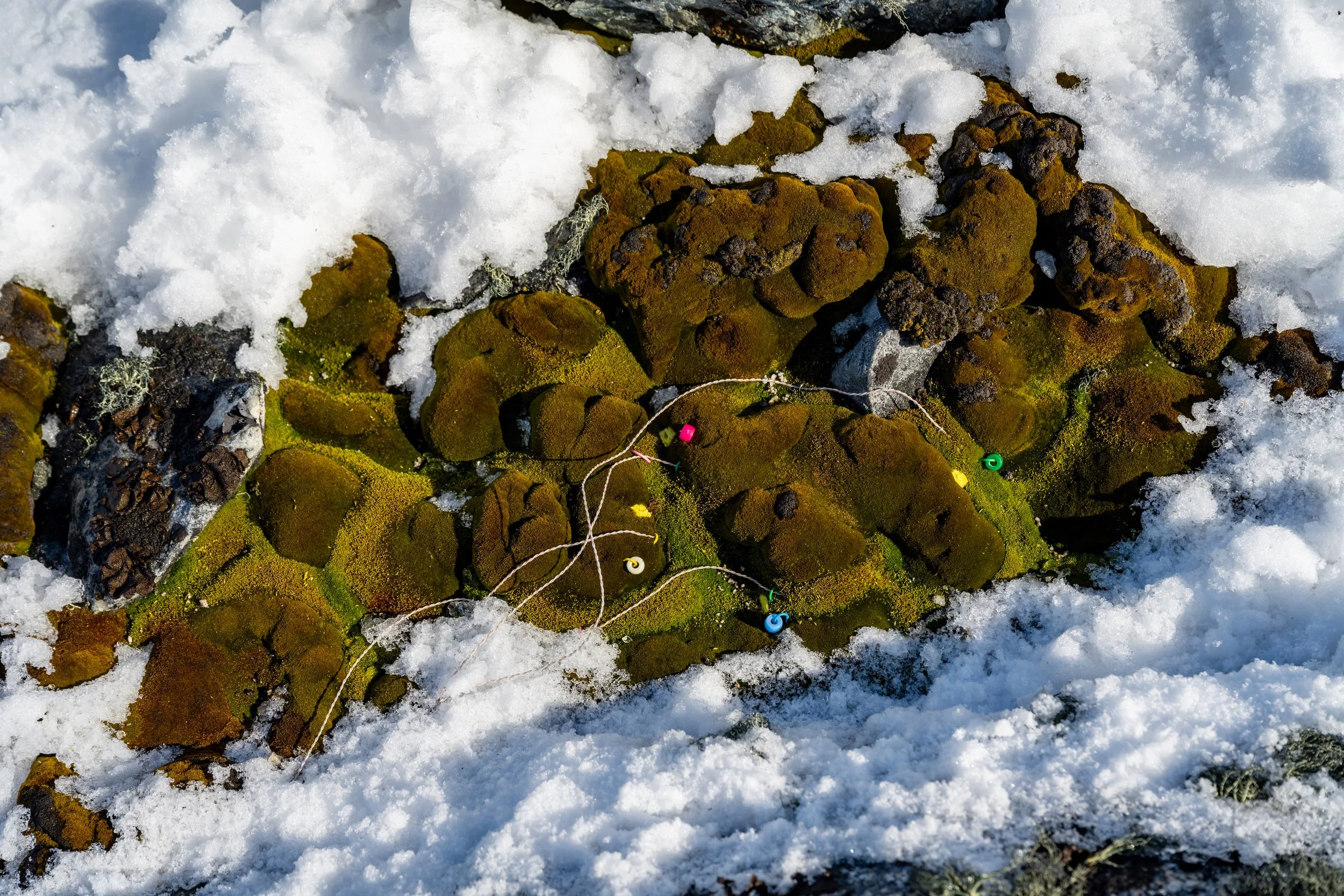 C80 - Summer research of Moss bed microclimates in ASPA 135 (Antarctic Specially Protected Area) which is just east of Casey Station
