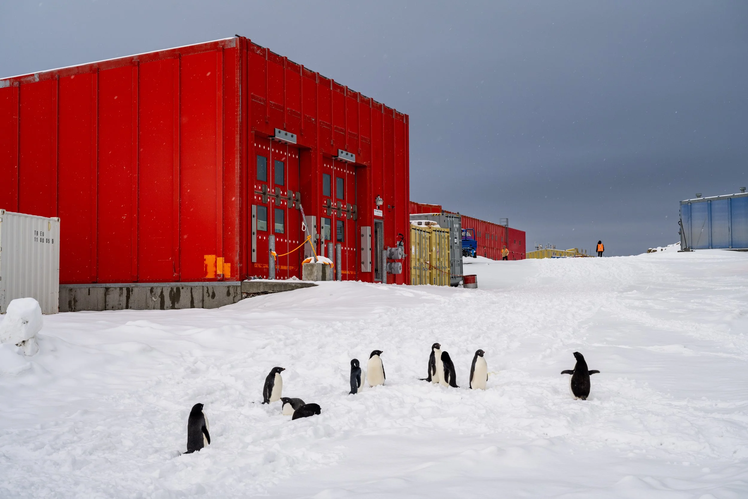 C84 - Adélie penguins hanging out near the EVS (Emergency Vehicle Shelter) at Casey Station