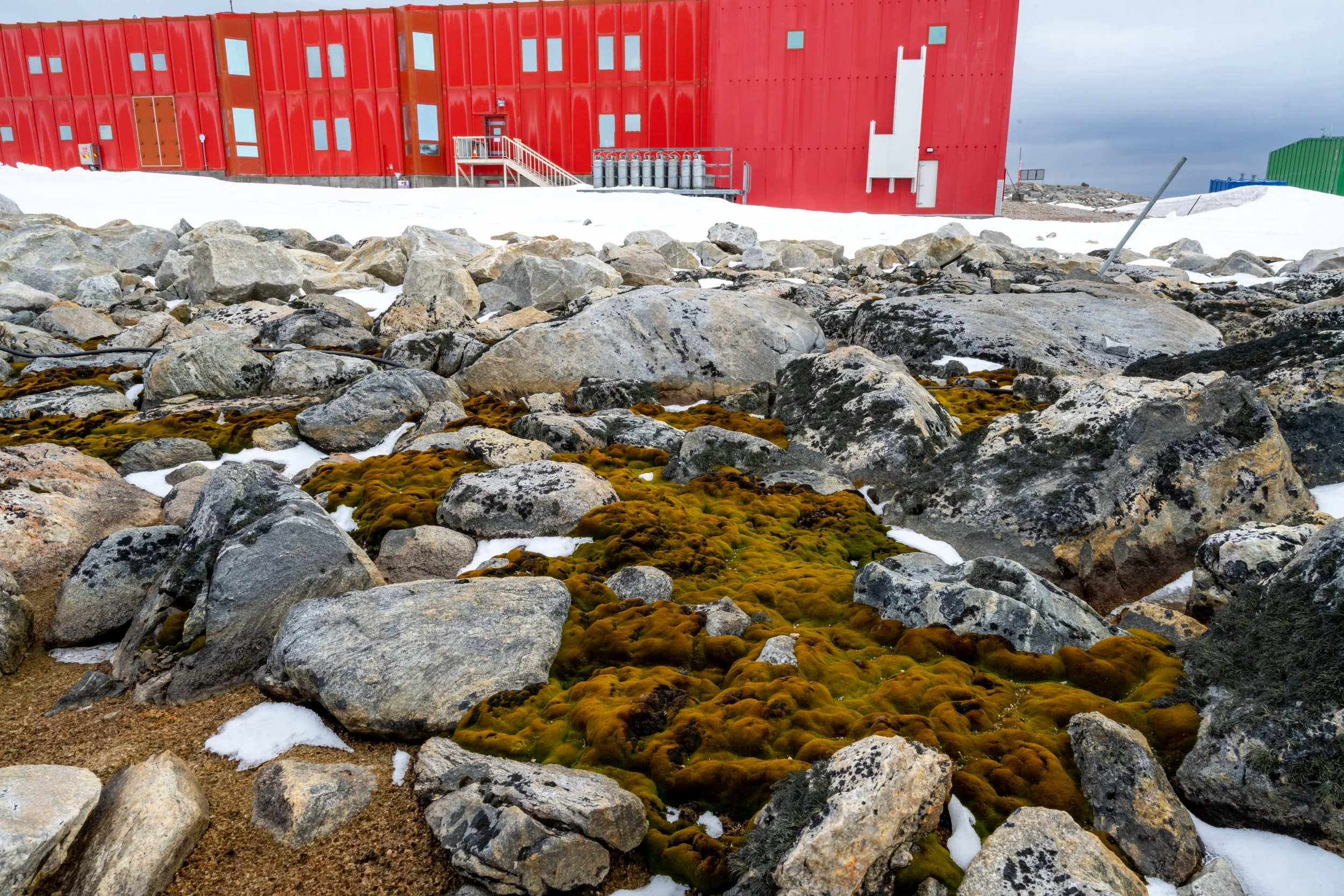 C86 - Luscious moss beds just south of the Red Shed at Casey 