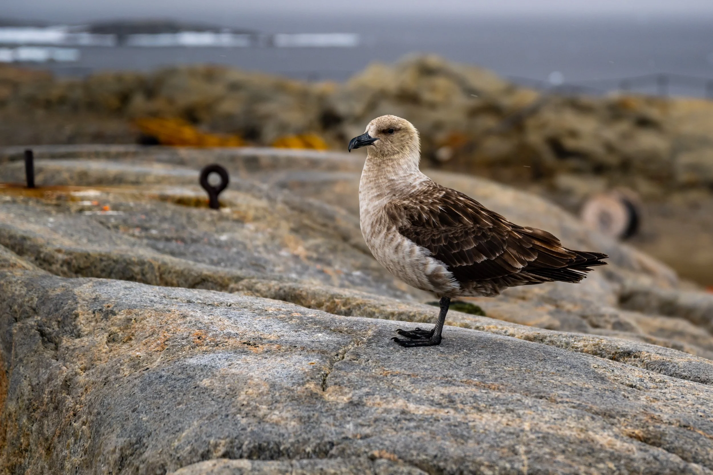 C91 - Skua near Casey wharf 
