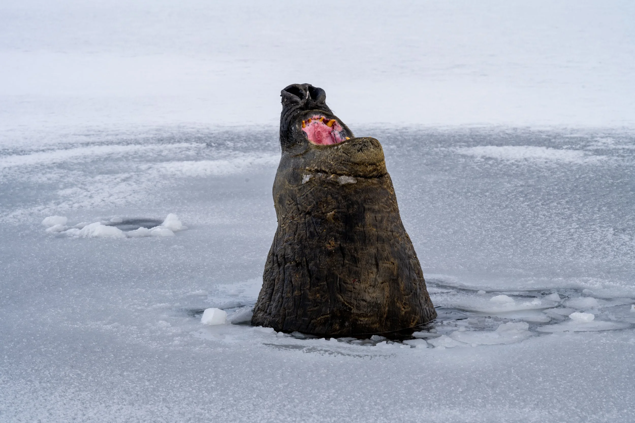C101 -  A battle marked mature male Elephant seal at a wallow on the Browning Peninsula around 32km south of Casey Station