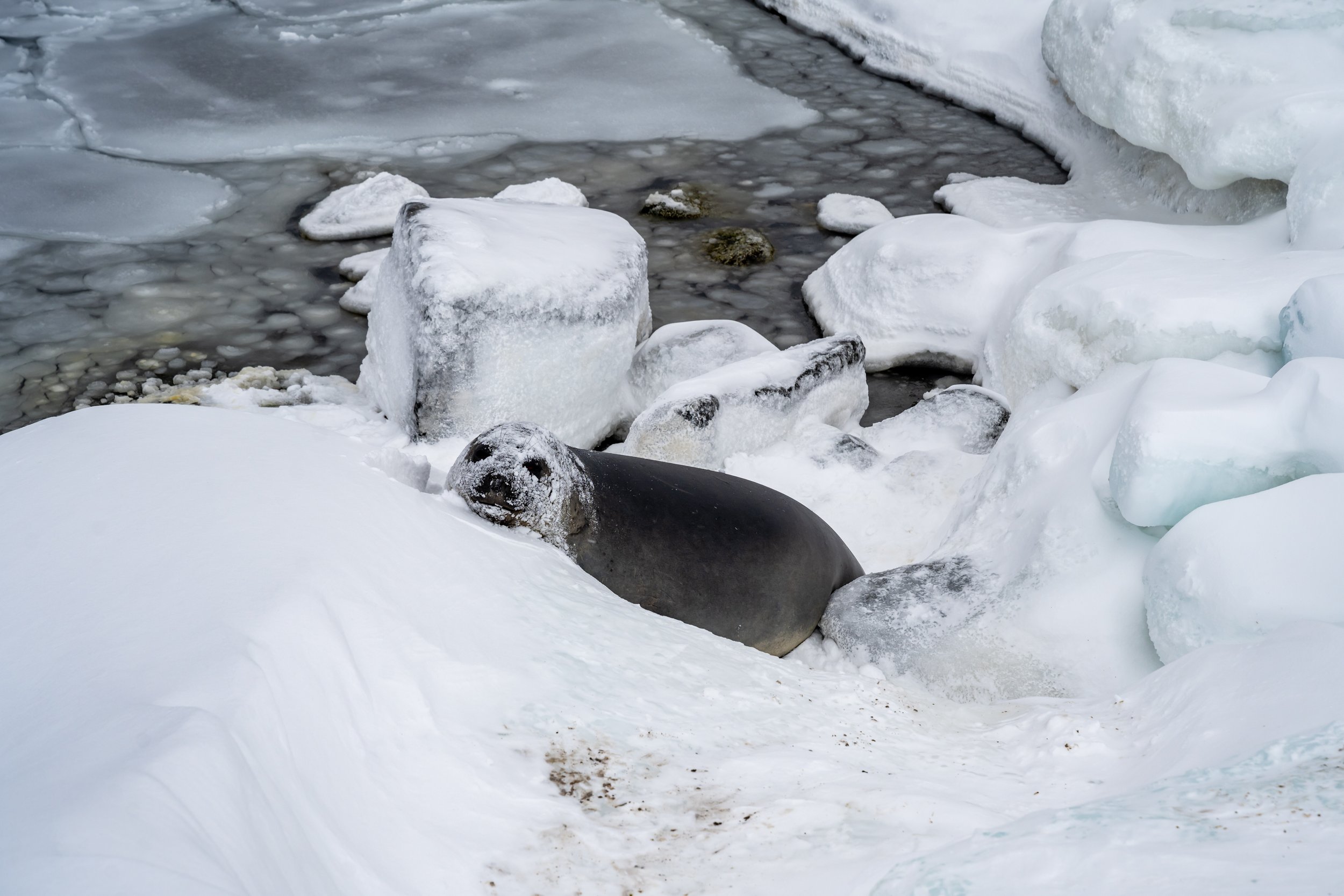 C102 - A young Elephant seal hiding amongst the snow covered terrain on the Browning Peninsula around 32km south of Casey Station 