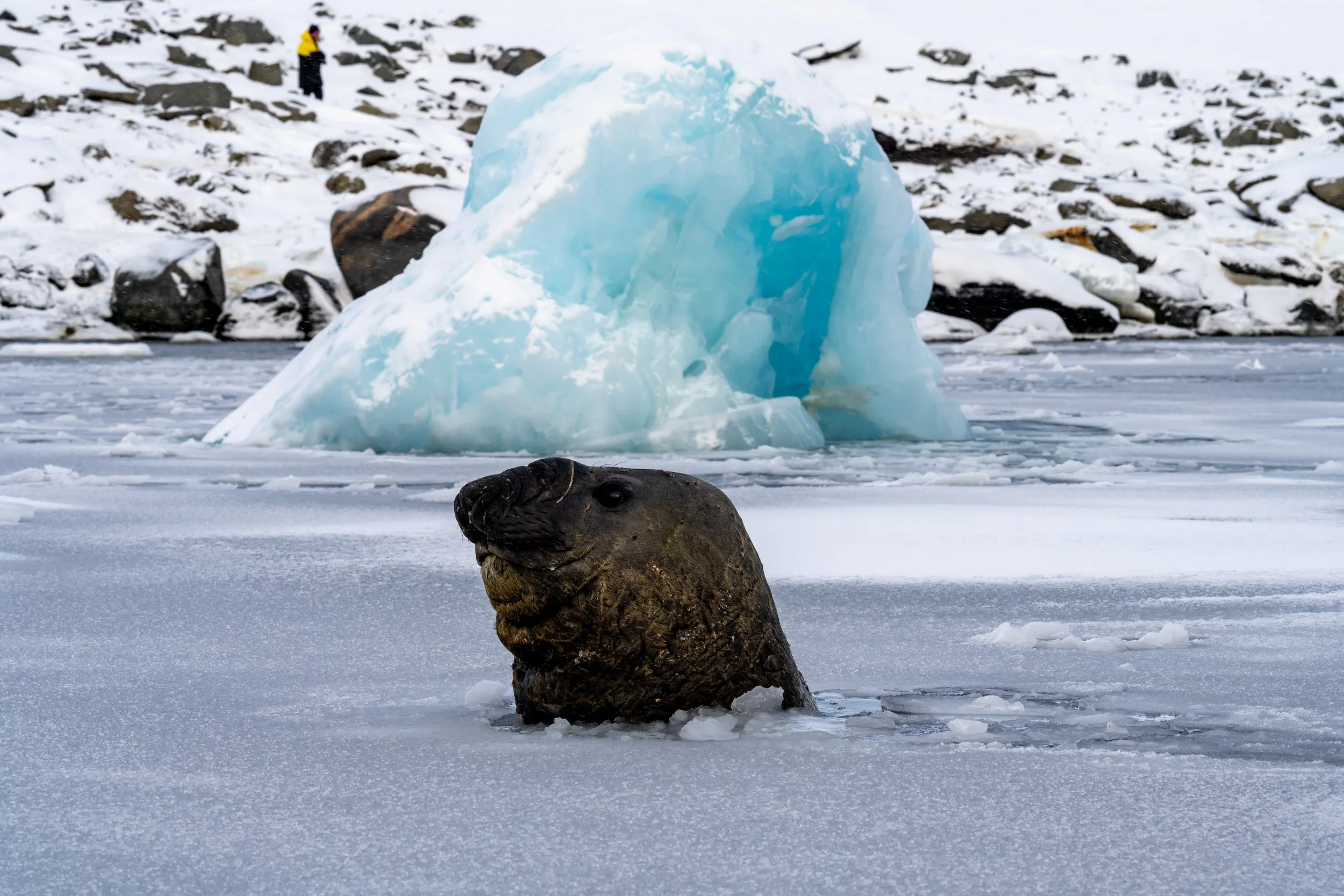 C113 - A battle scarred mature male Elephant seal in a small bay on the Browning Peninsula around 32km south of Casey Station