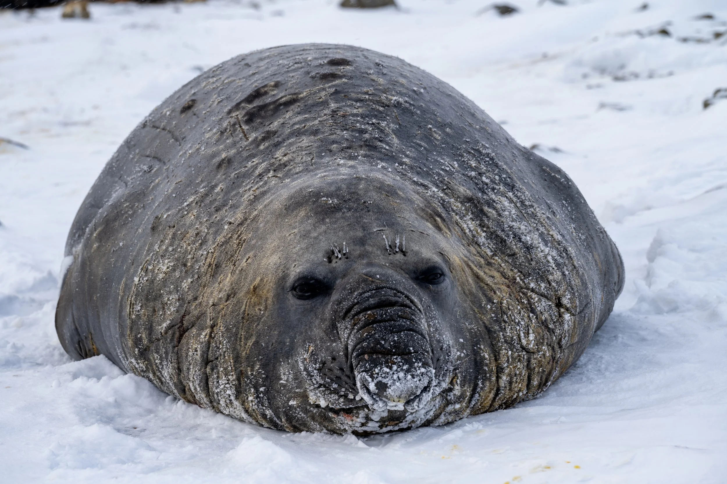 C124 - Battle scarred mature male Elephant seal at a wallow on the Browning Peninsula around 32km south of Casey Station