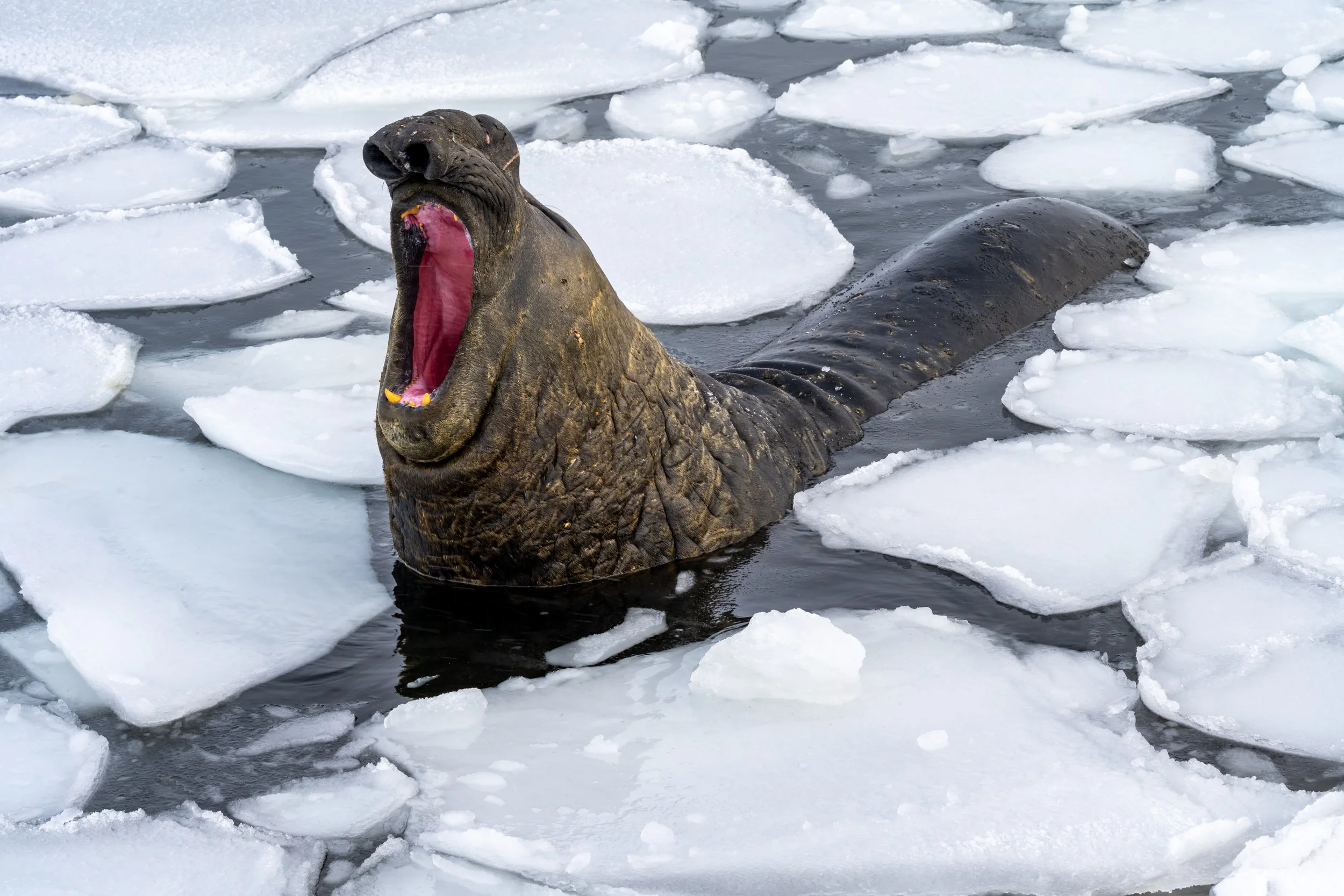 C125 - Large male Elephant seal amongst the pancake ice in a little bay on the Browning Peninsula around 32km south of Casey Station