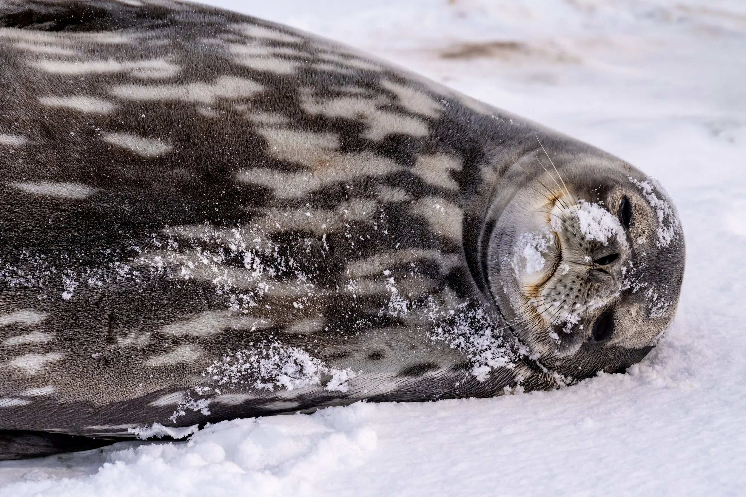 C133 - Weddell seal near Casey wharf