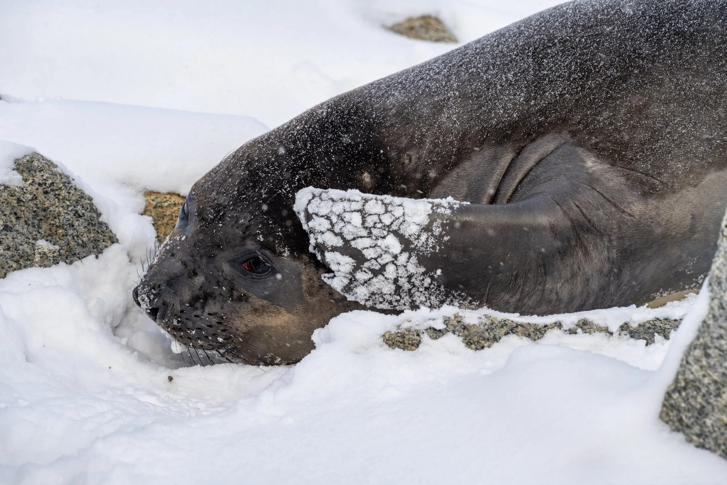 C136 - Younger male Elephant seal at a wallow on the Browning Peninsula around 32km south of Casey Station
