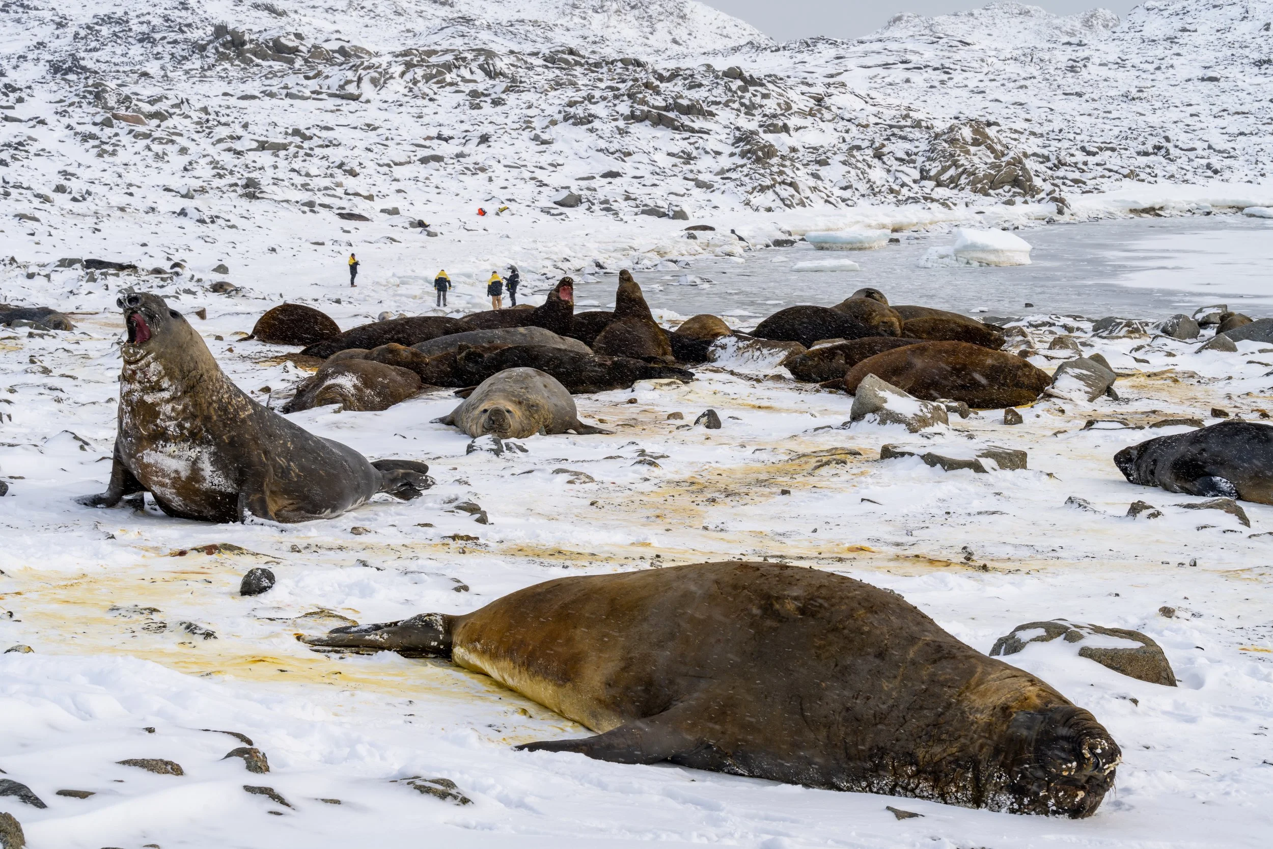 C137 - Elephant seal wallow on the Browning Peninsula around 32km south of Casey Station