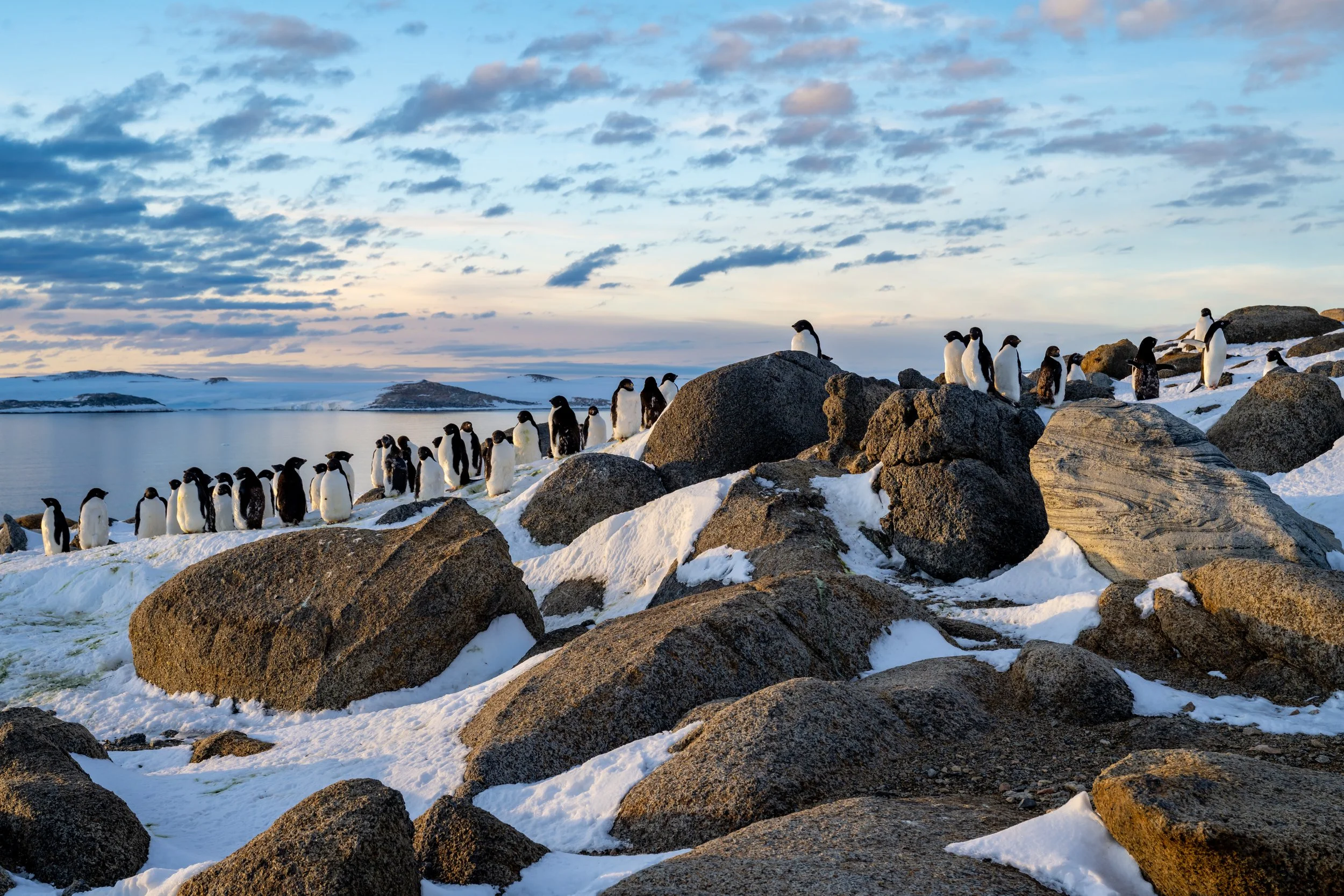 C143 - Adélie penguins moulting on Robinson Ridge