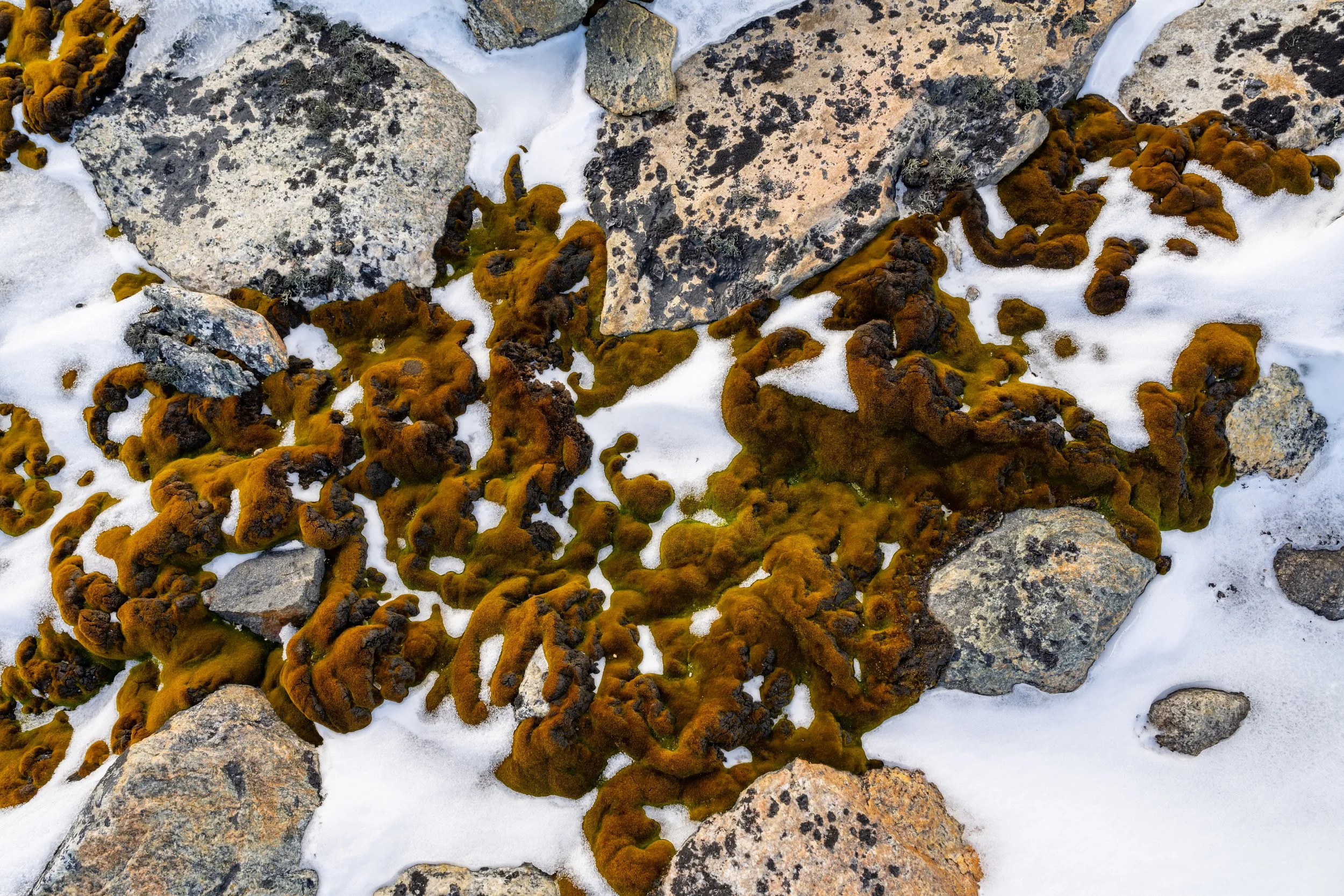 C144 - Beautiful moss beds just south of the Red Shed at Casey Station