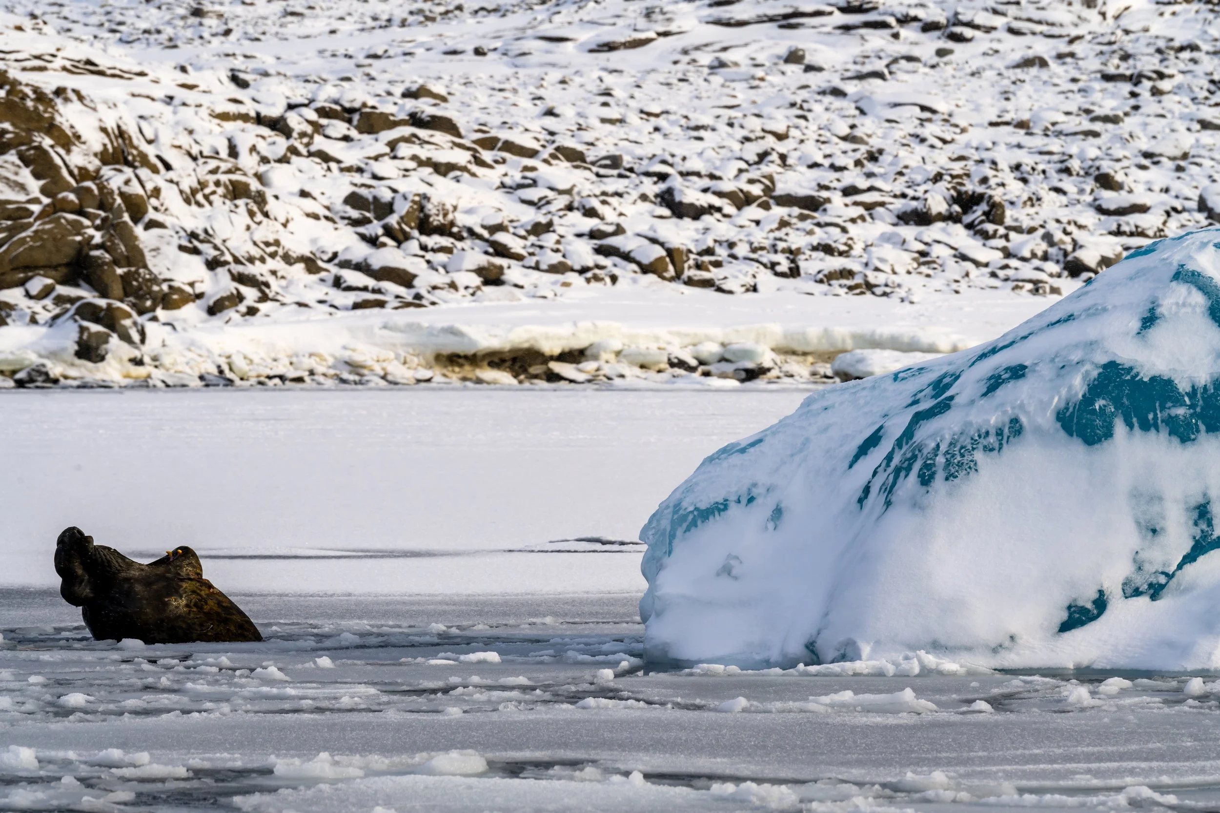 C159 - A battle scarred mature male Elephant seal in a small bay on the Browning Peninsula around 32km south of Casey Station