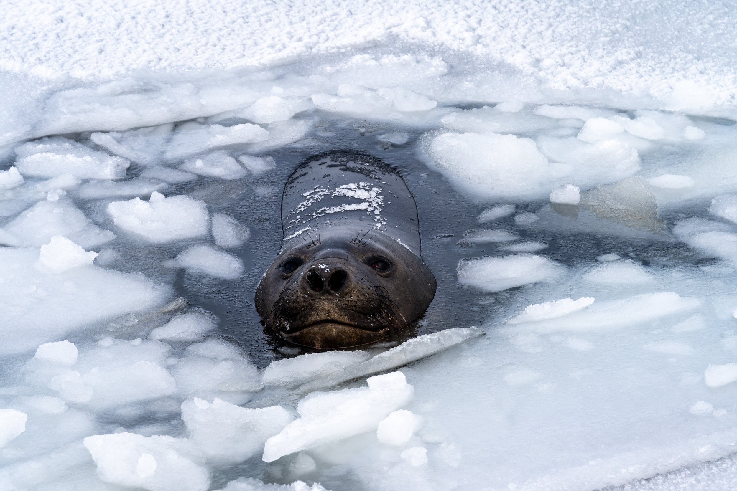 C171 - Large male Elephant seal amongst the pancake ice in a little bay on the Browning Peninsula around 32km south of Casey Station