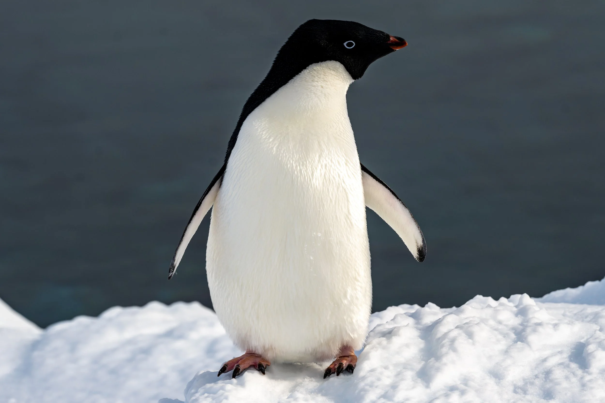 C534 - 9th of October 1:21 pm - The first sighting of an Adélie penguin at Shirley Island