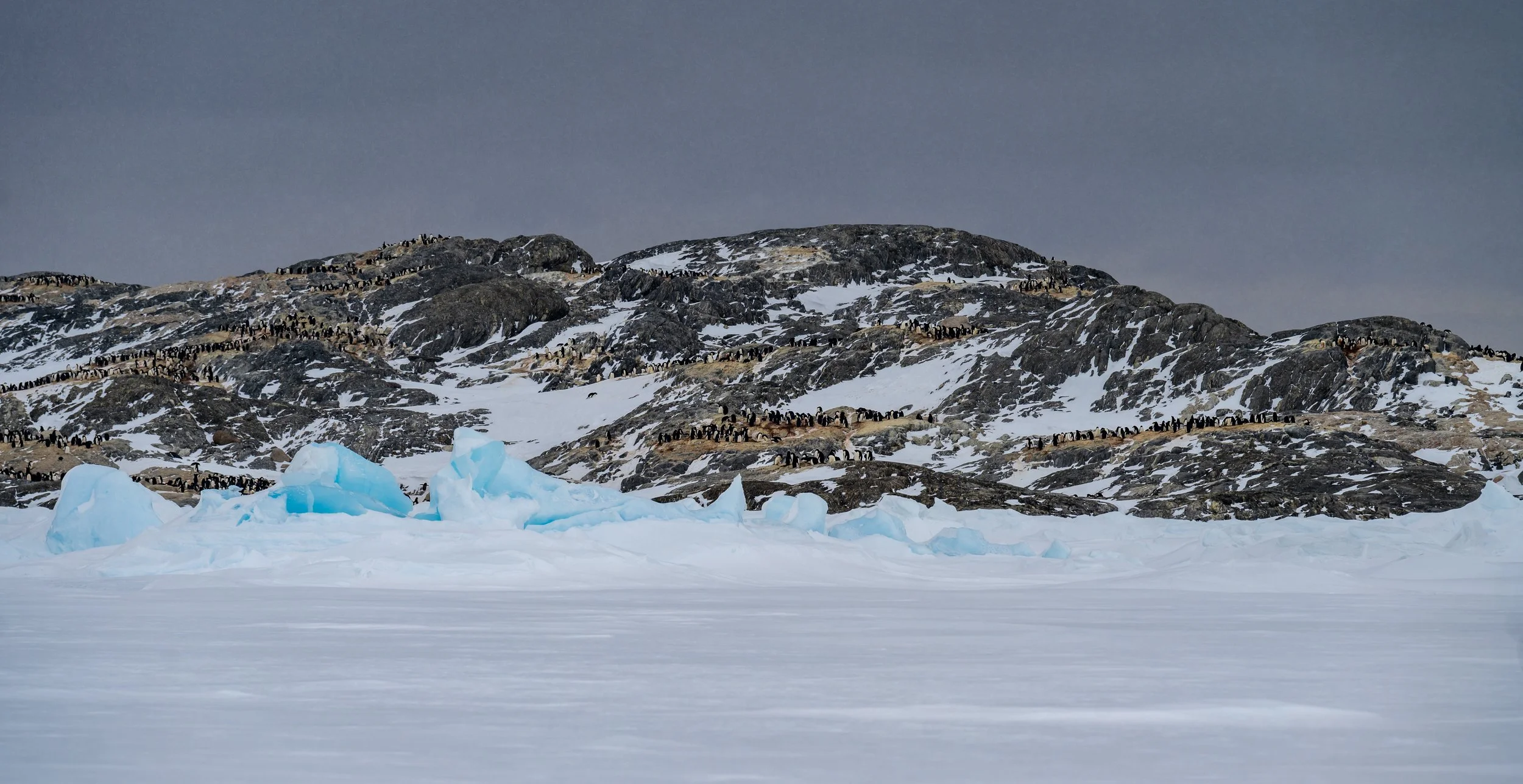 C537 - 21st of October 2:41 pm - Breeding Adélie penguins on a walk on the sea ice amongst the Swain Group of Islands 