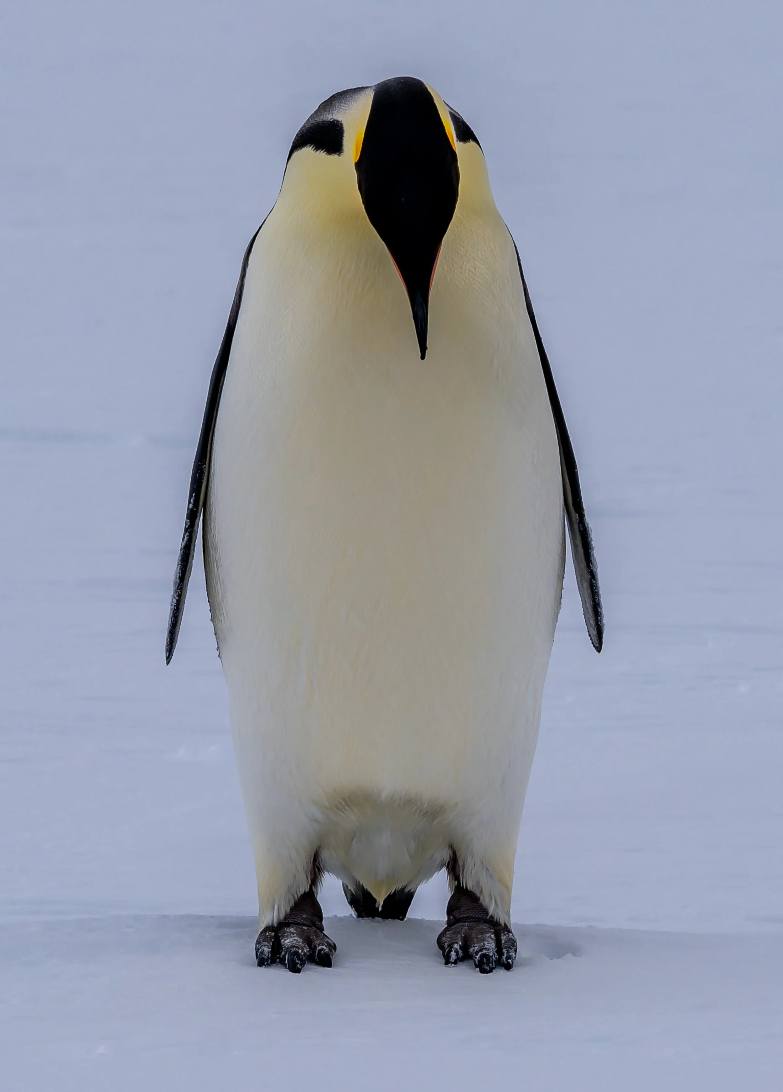 C539 - 23rd of October 7:46 pm - Lone Emperor penguin on the sea ice near McMullin Island 