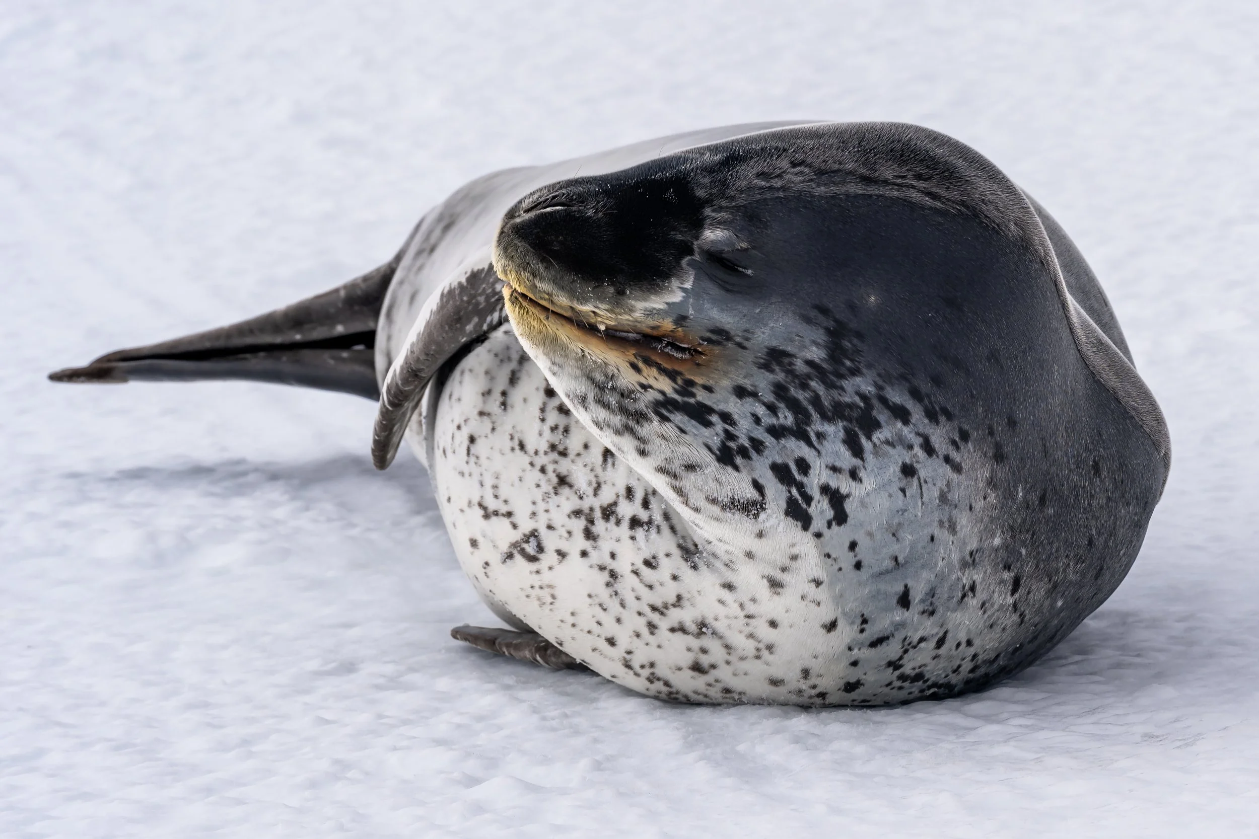 C540 - 25th of October 2:21 pm - Leopard seal on the sea ice near McMullin Island 