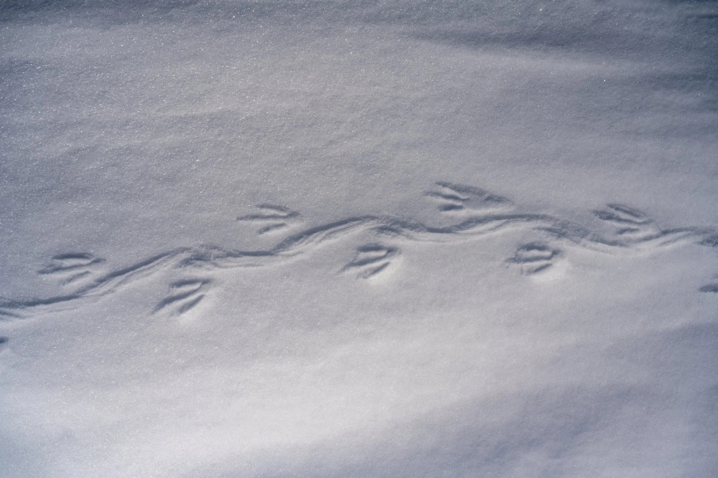 C542 - 29th of October 5:03 pm - Penguin footprints in the snow