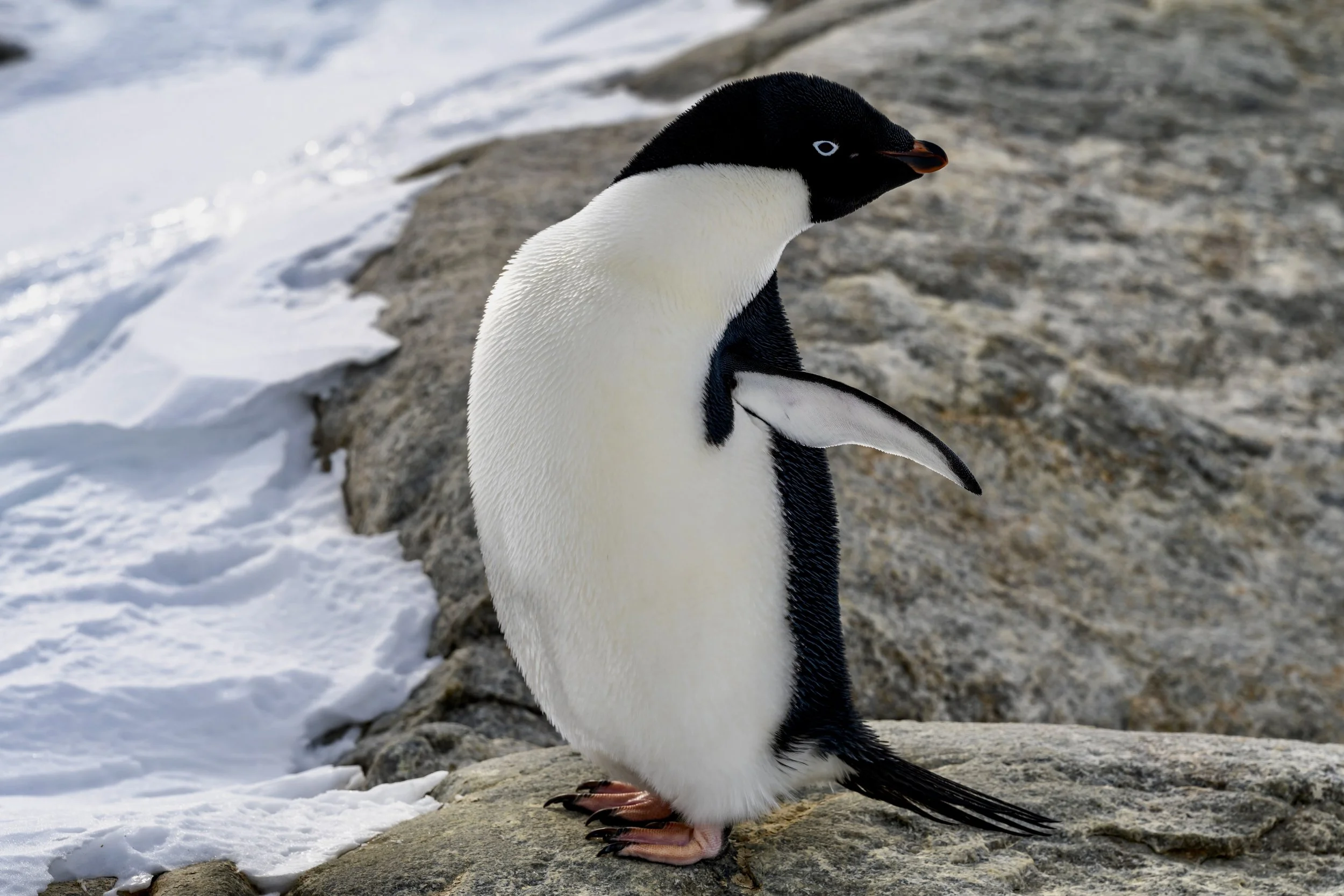 C545 - 9th of October 11:55 am - The first sightings of Adélie penguins at Shirley Island