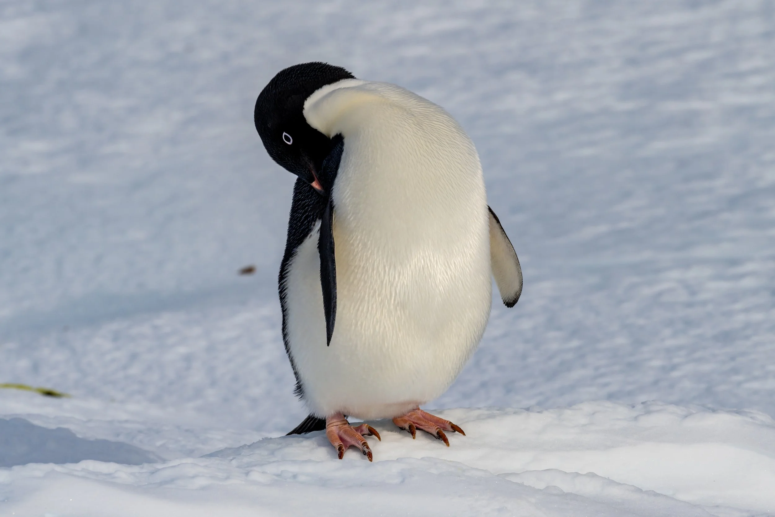 C546 - 9th of October 1:29 pm - The first sightings of Adélie penguins at Shirley Island