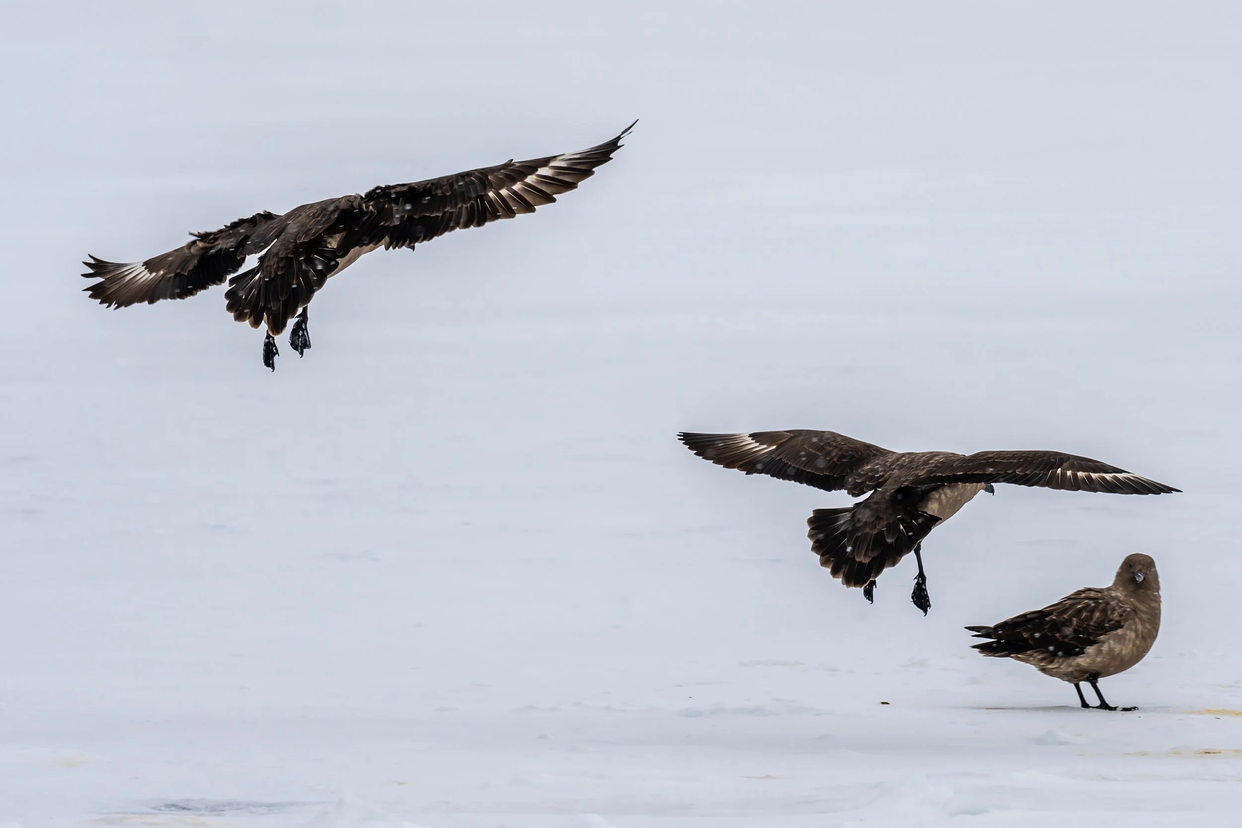 C549 - 21st of October 3:05 pm - Antarctic skuas seen on a walk on the sea ice amongst the Swain Group of Islands 