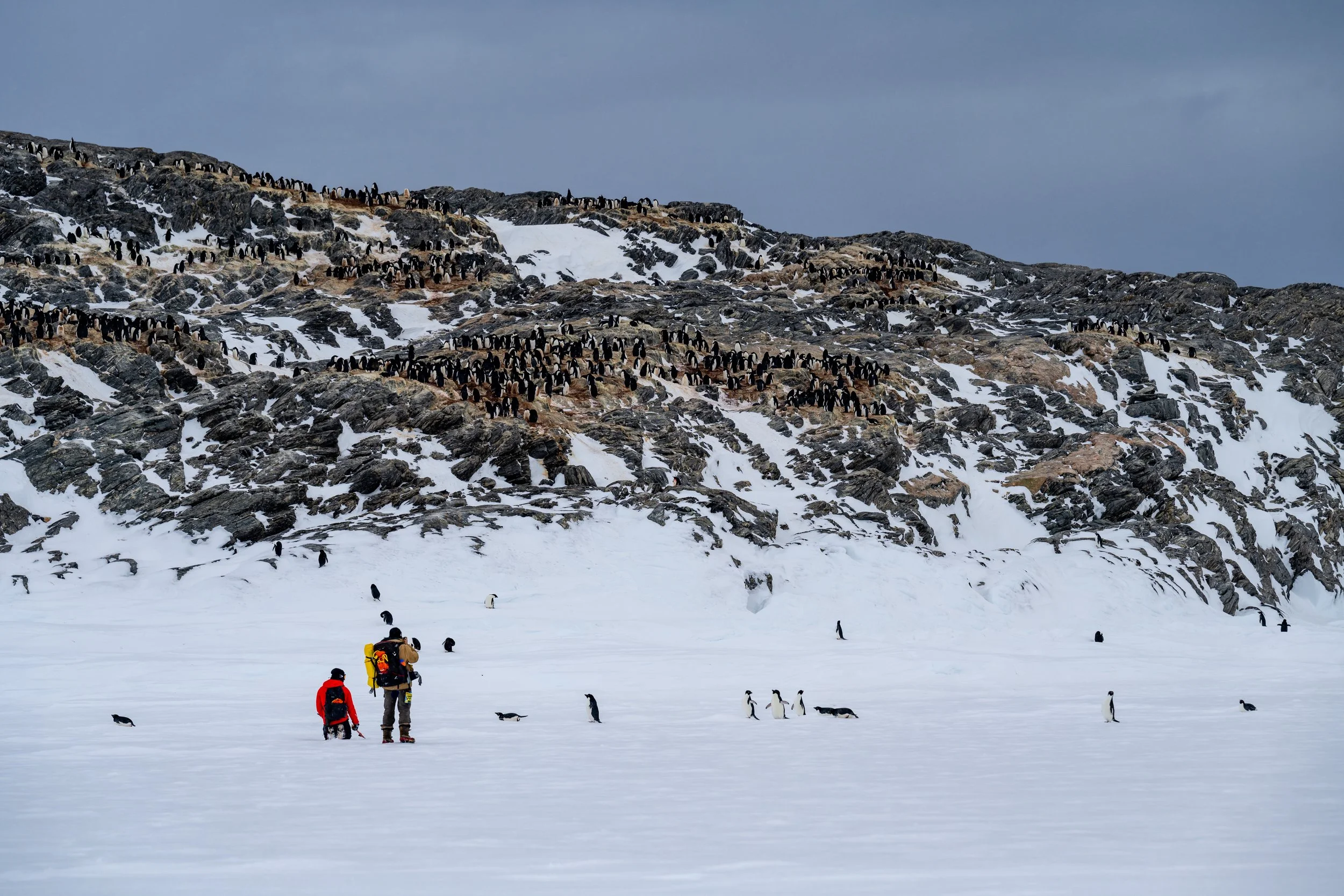 C550 - 21st of October 4:12 pm - Breeding Adélie penguins seen on a walk on the sea ice amongst the Swain Group of Islands 