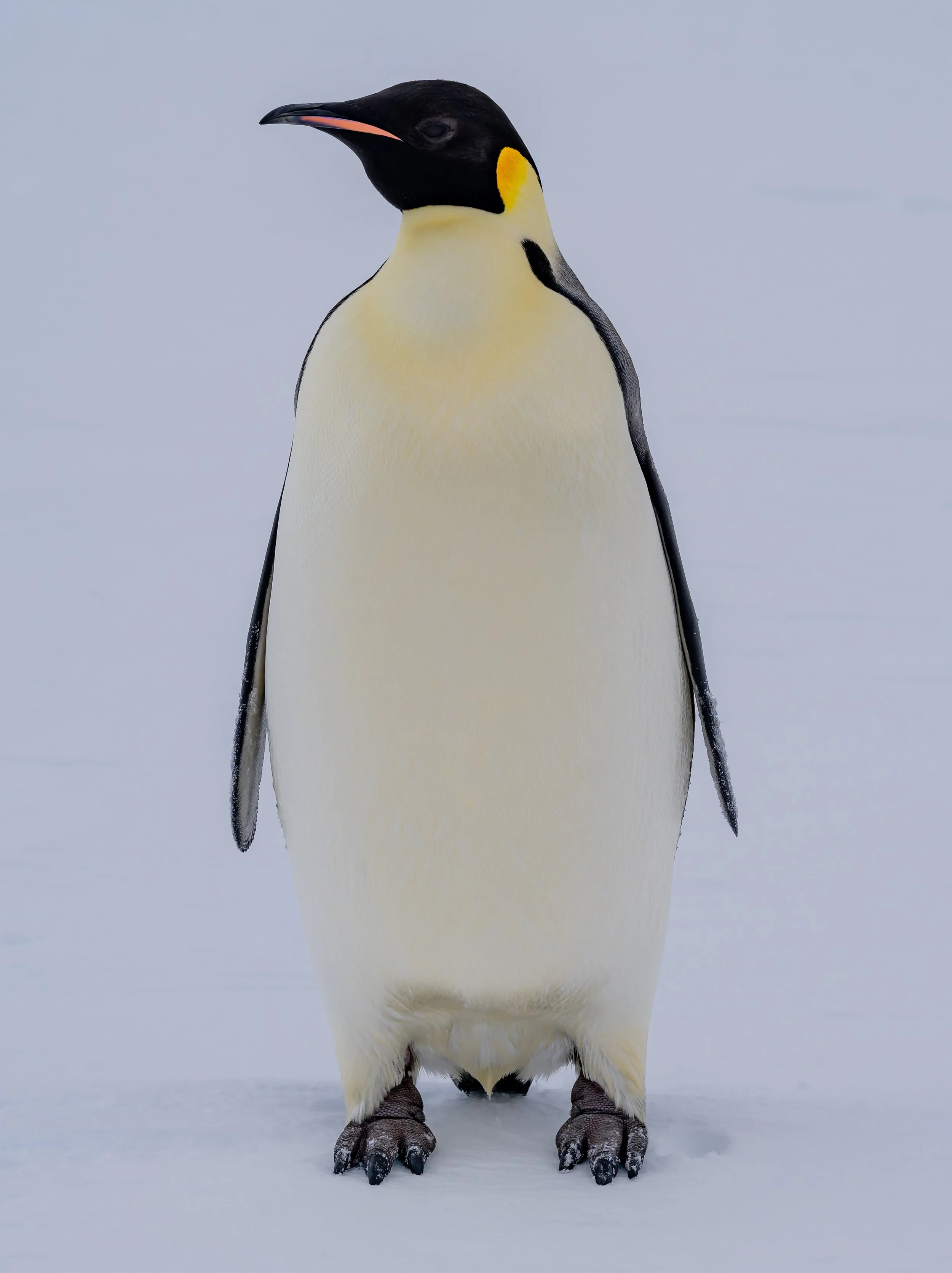 C551 - 23rd of October 7:47 pm - Lone Emperor penguin on the sea ice near McMullin Island 