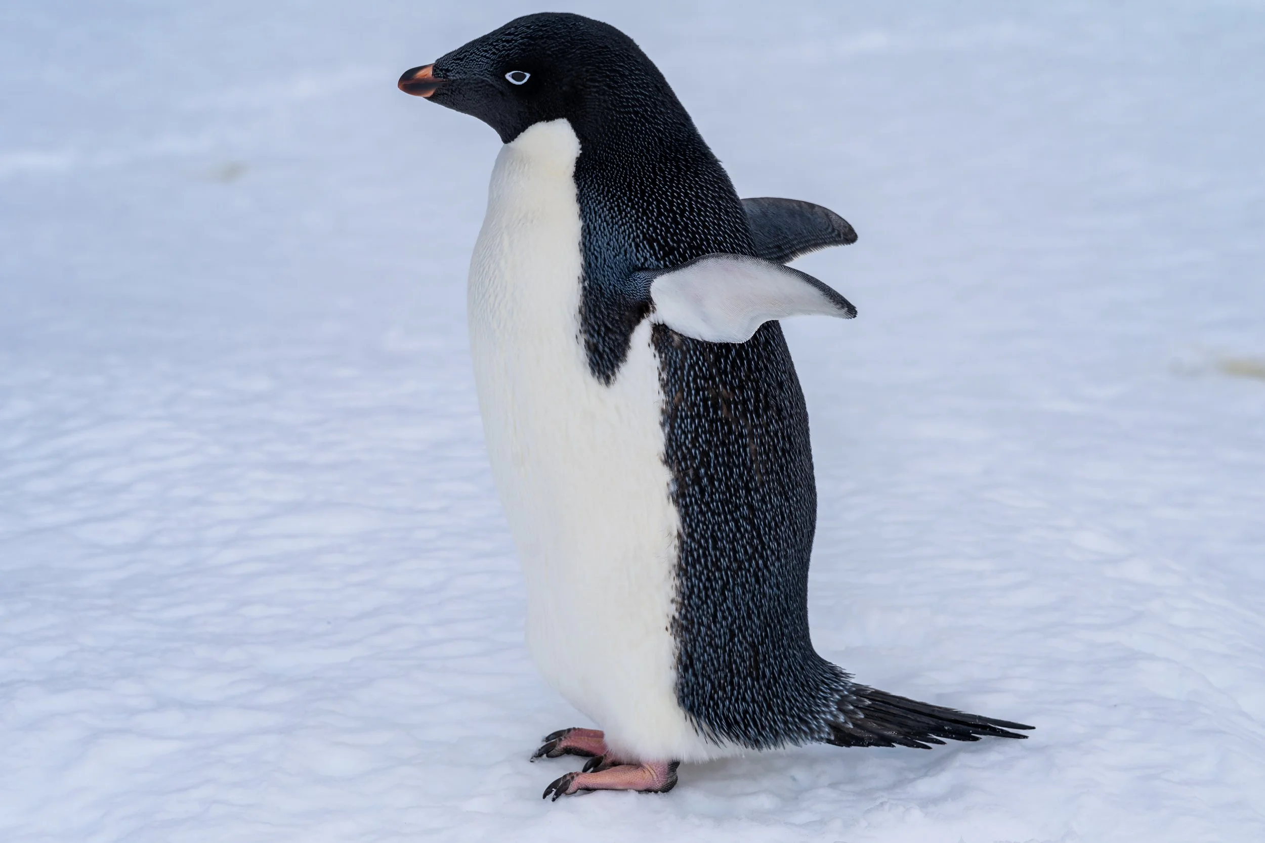 C552 - 25th of October 2:39 pm - Adélie penguin on the sea ice near McMullin Island 