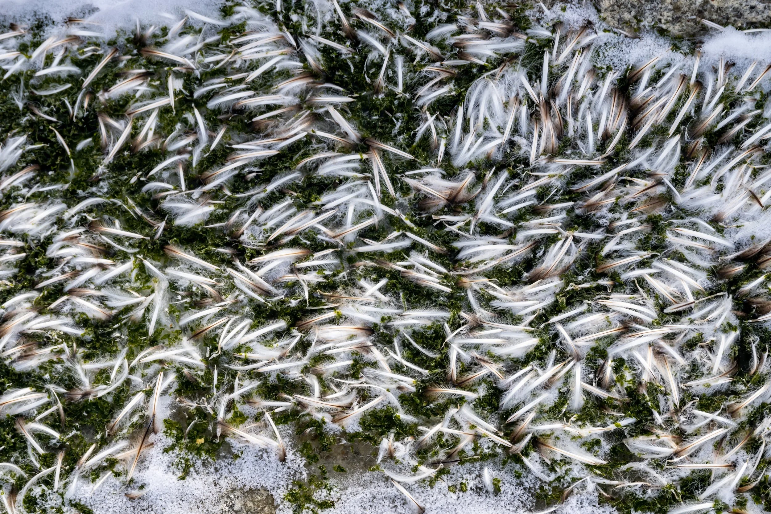 C558 - 9th of October 1:46 pm - Adélie penguin feathers at Shirley Island