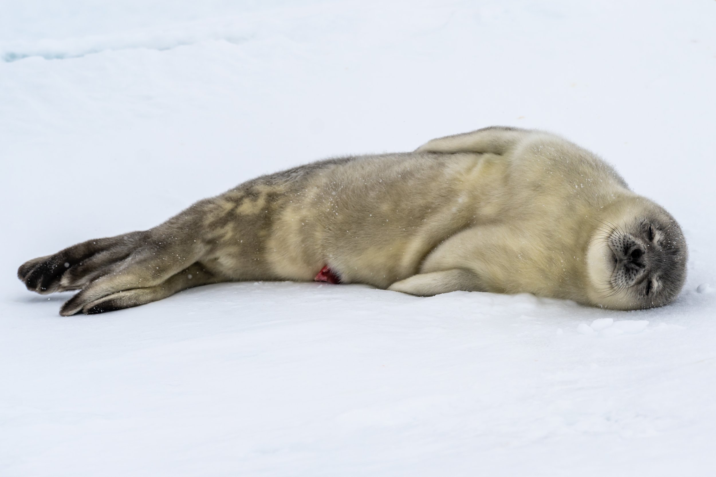 C561 - 21st of October 3:11 pm - Weddell seal pup, seen on a walk on the sea ice amongst the Swain Group of Islands 