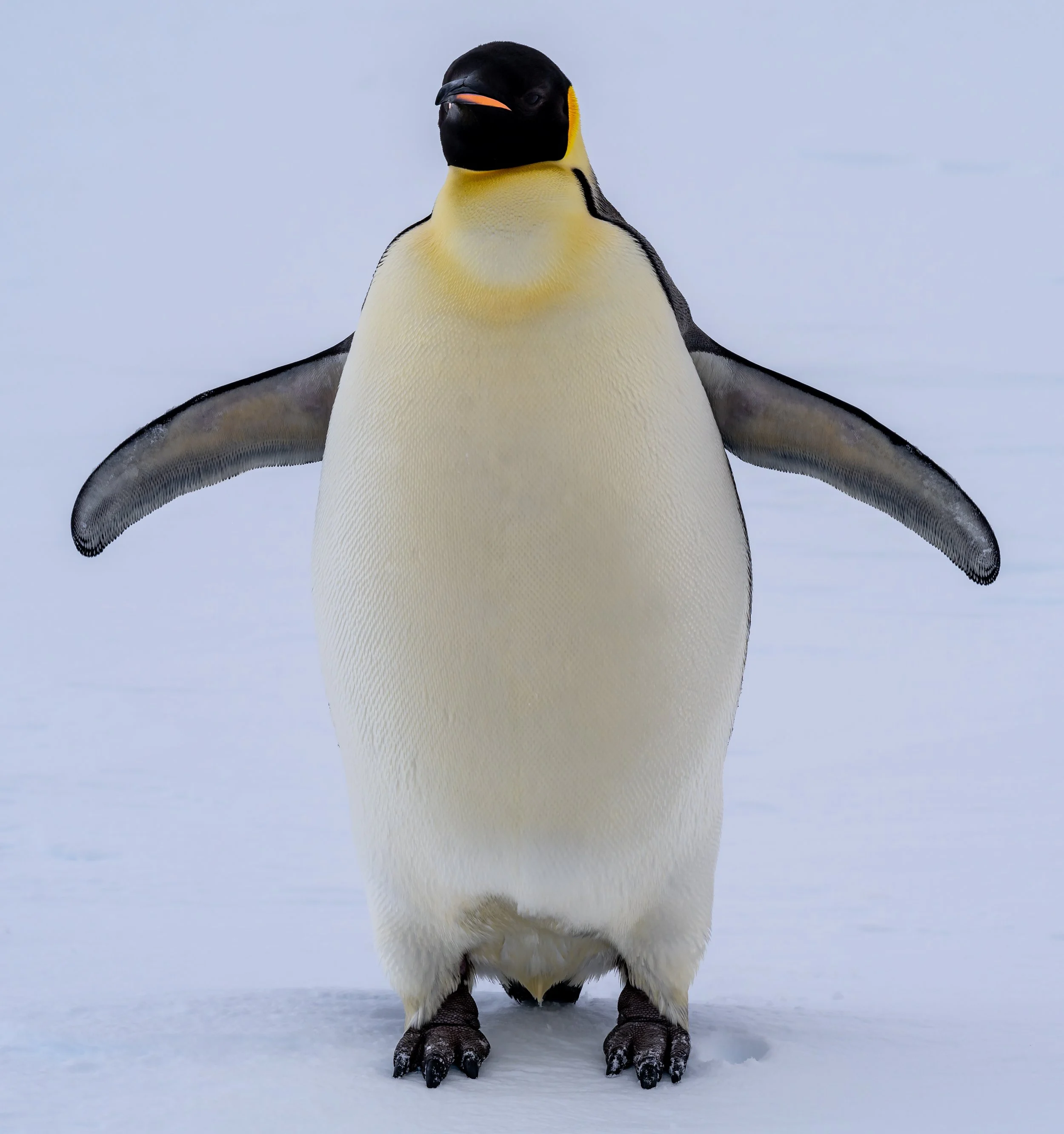 C563 - 23rd of October 7:47 pm - Lone Emperor penguin on the sea ice near McMullin Island 