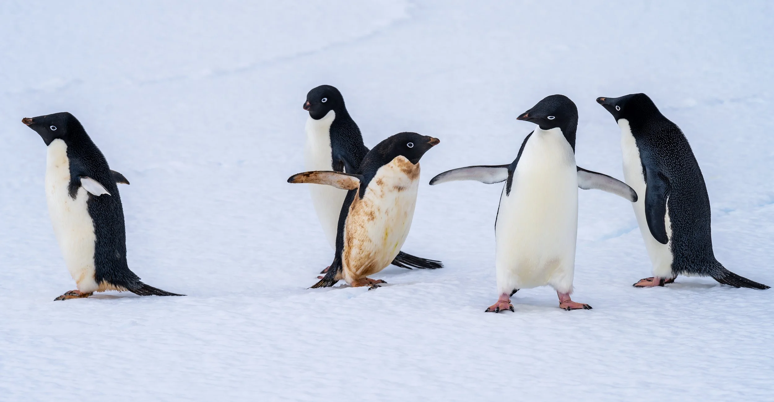 C564 - 25th of October 2:21 pm - Adélie penguins on the sea ice near McMullin Island 