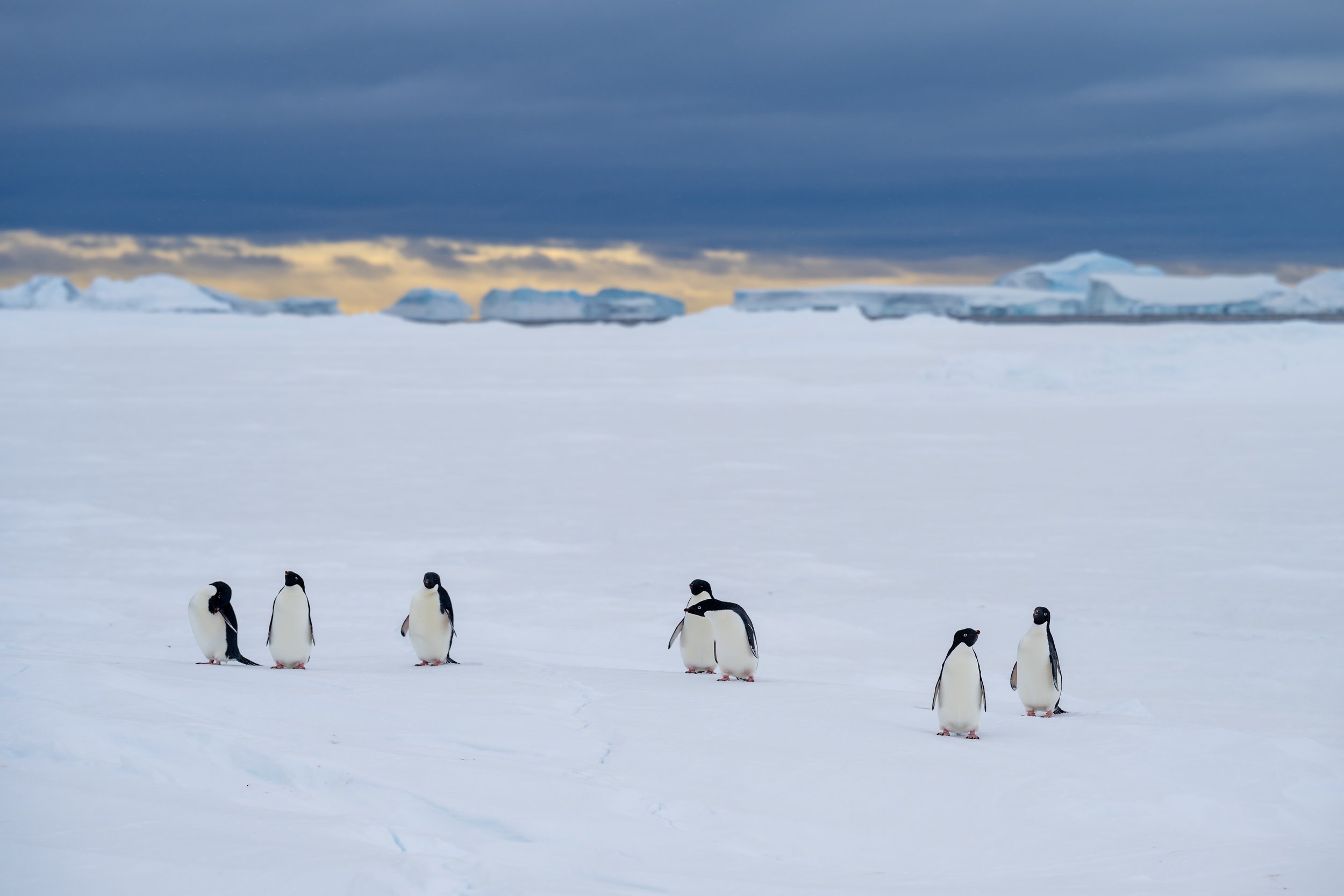 C574 - 21st of October 4:41 pm - Adélie penguins, seen on a walk on the se ice amongst the Swain Group of Islands 