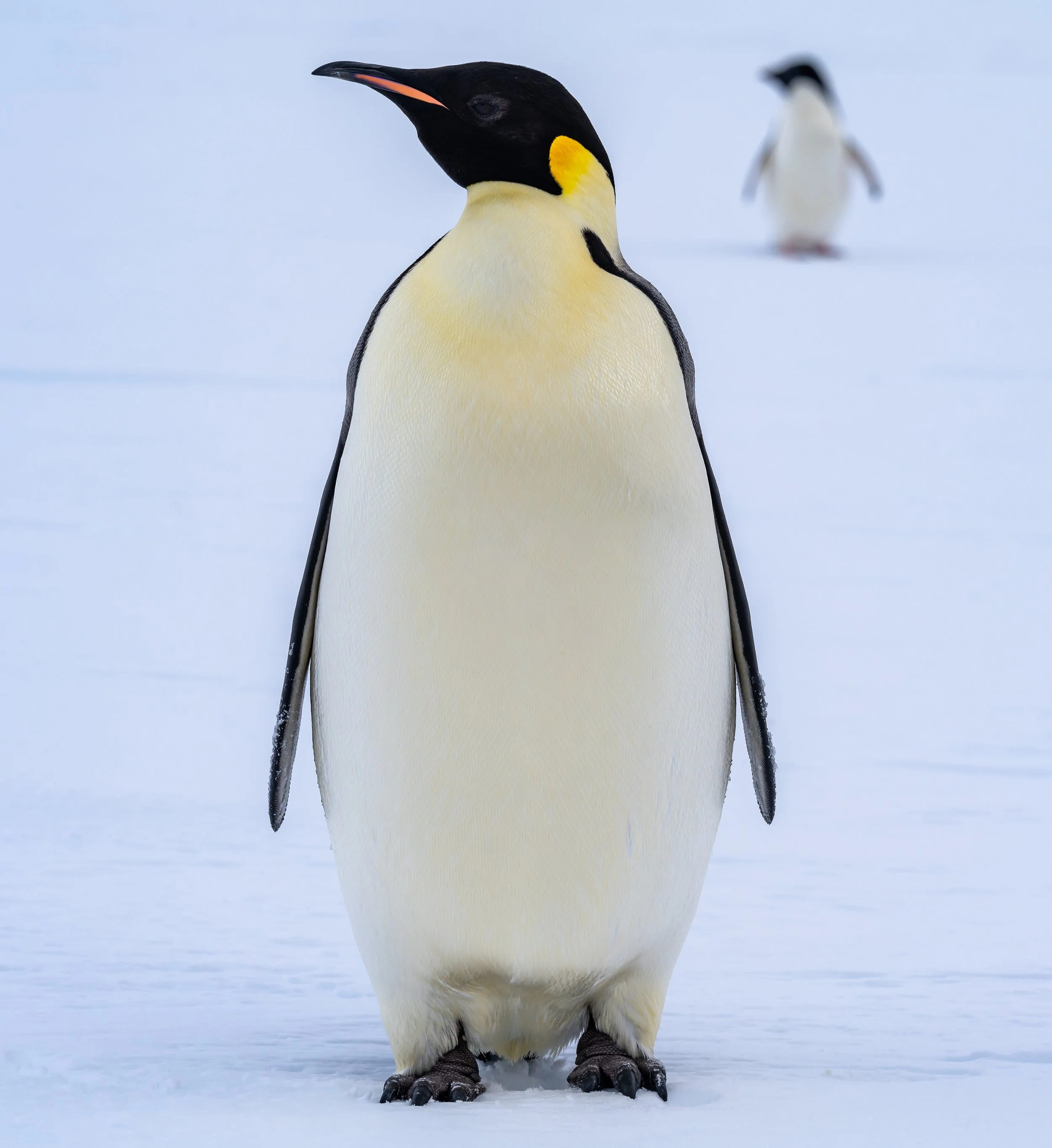 C575 - 23rd of October 7:53 pm - Lone Emperor penguin on the sea ice near McMullin Island 