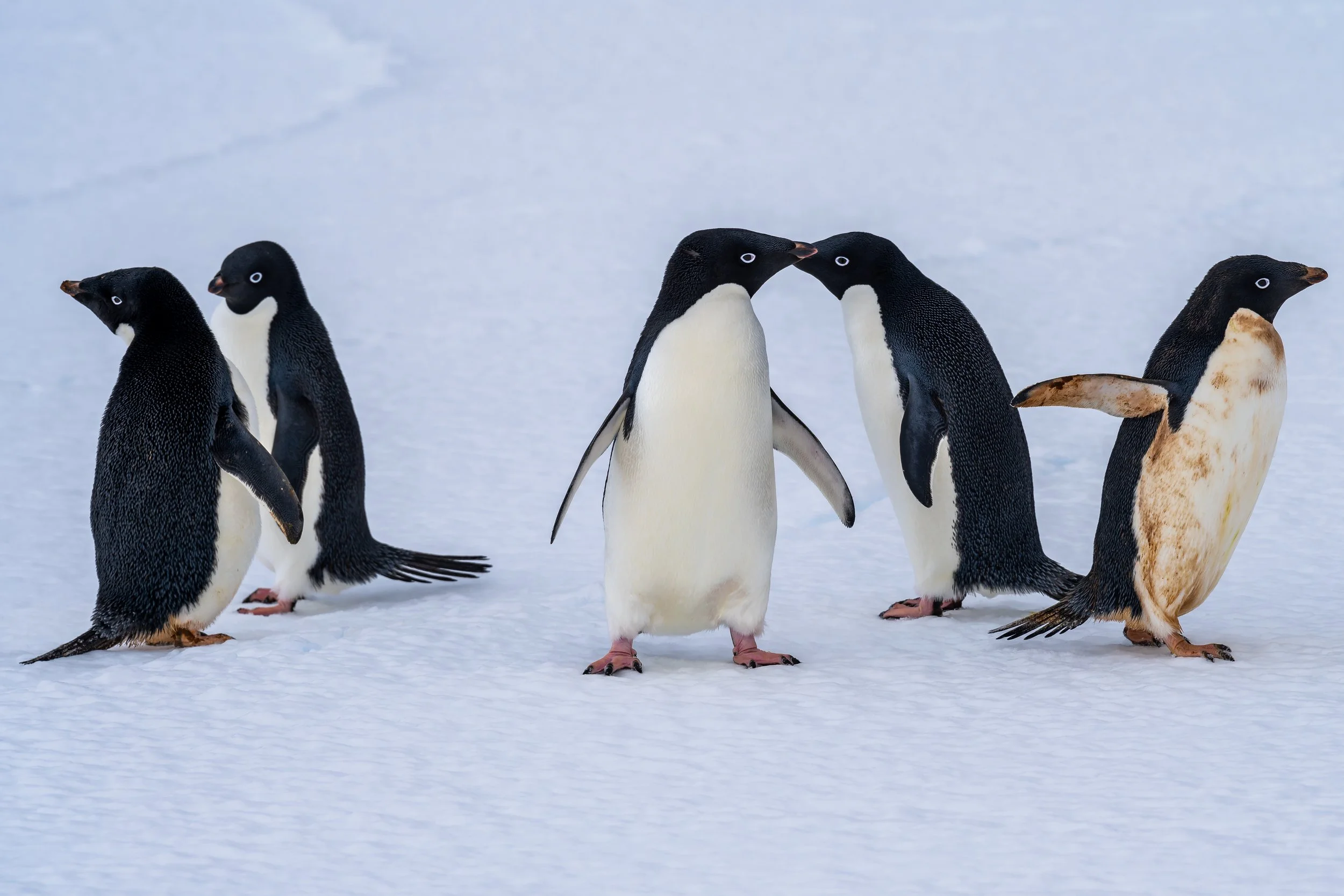 C576 - 25th of October 2:53 pm - Adélie penguins on the sea ice near McMullin Island 