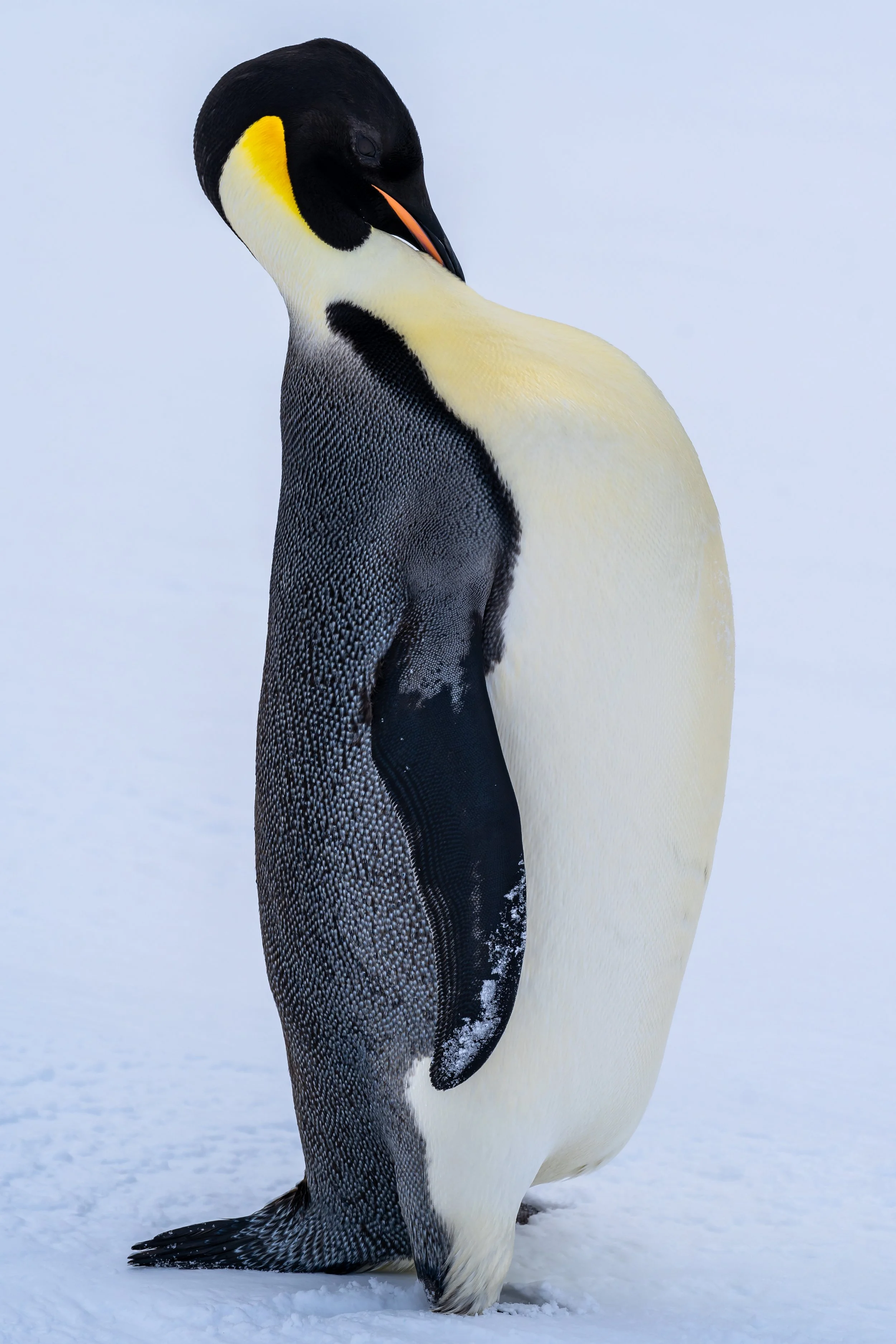 C586 - 23rd of October 7:57 pm - Lone Emperor penguin on the sea ice near McMullin Island 