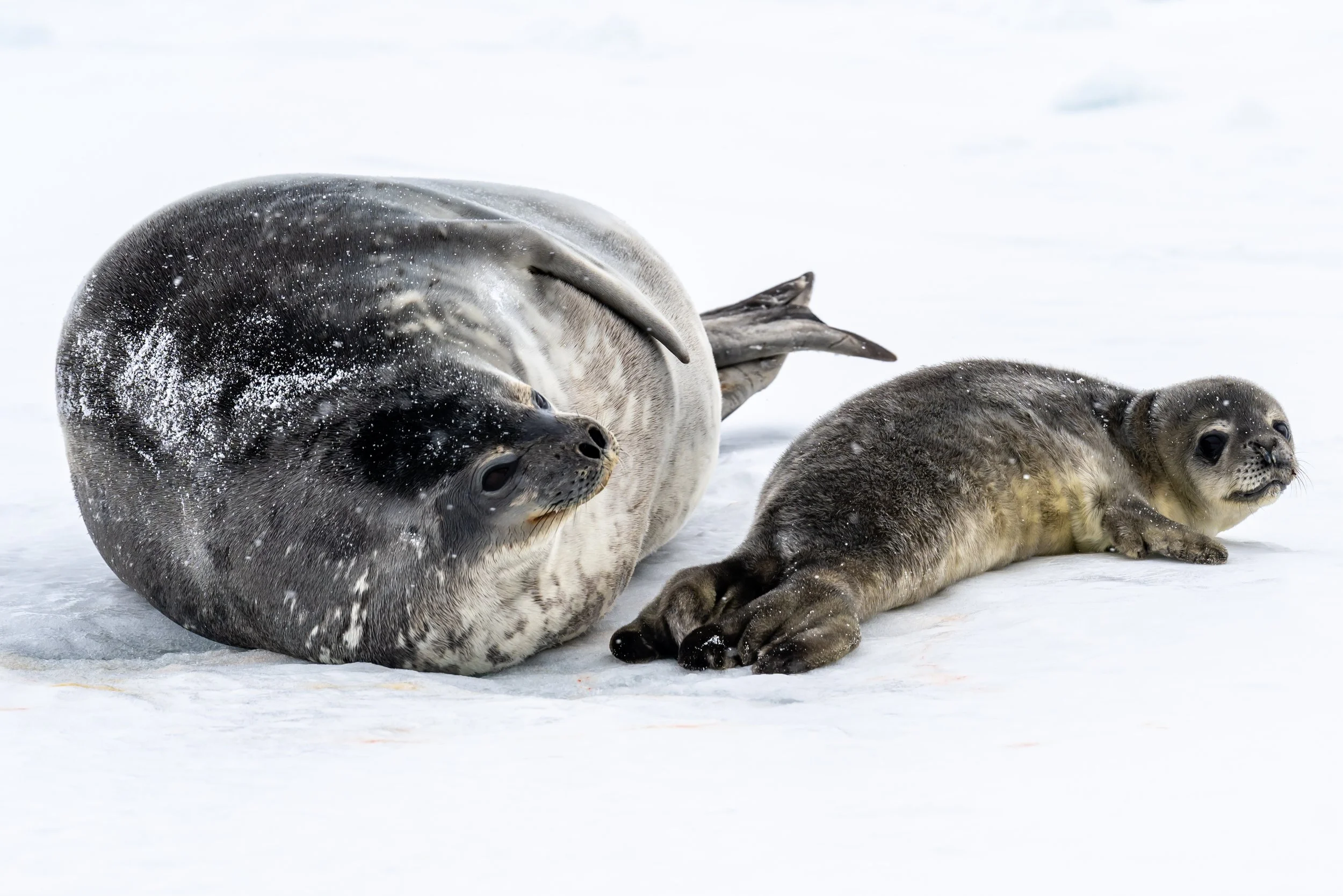 C596 - 21st of October 3:15 pm - Weddell seal and her pup, on a walk on the sea ice amongst the Swain Group of Islands 