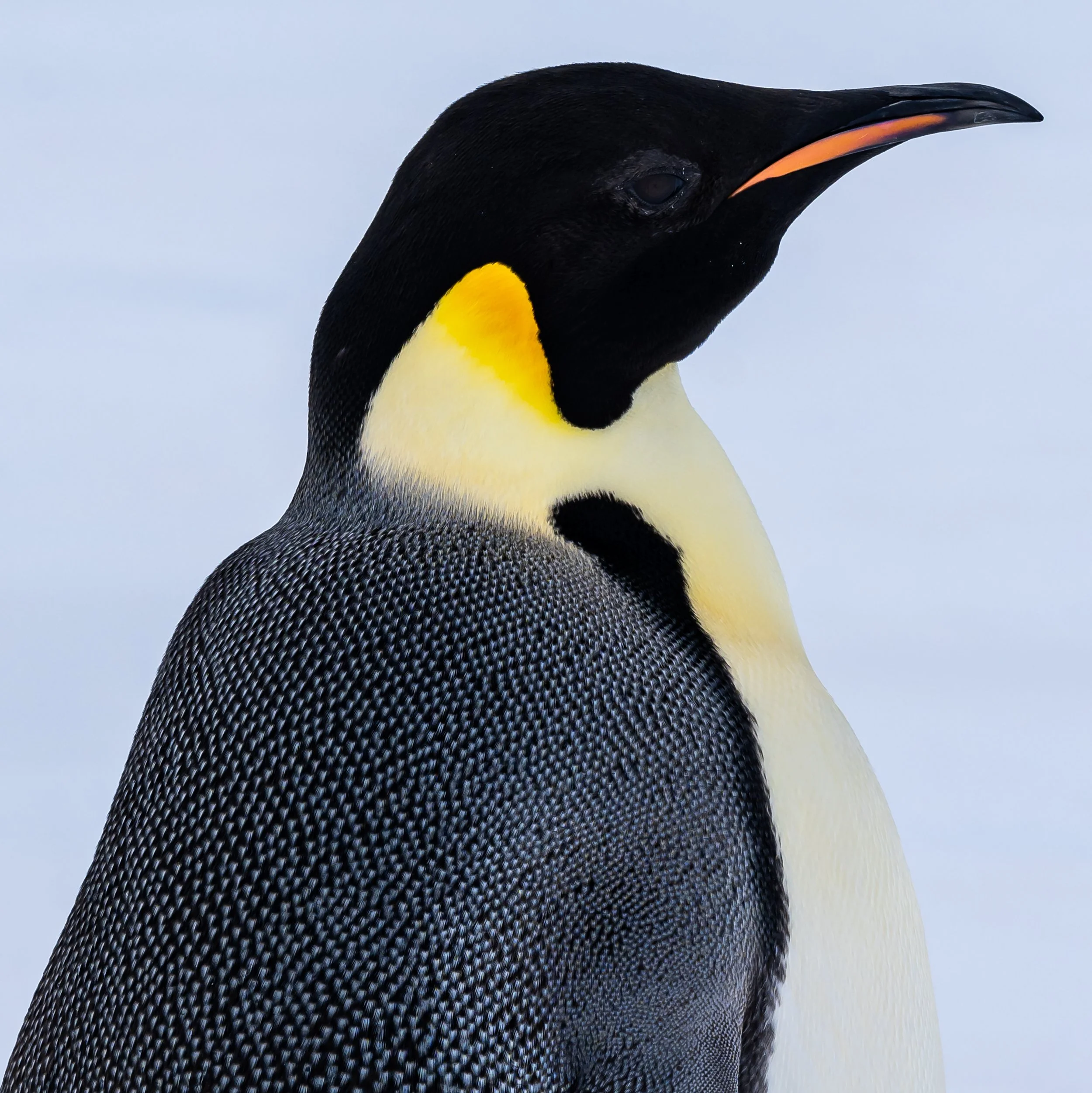 C598 - 23rd of October 7:59 pm - Lone Emperor penguin on the sea ice near McMullin Island 