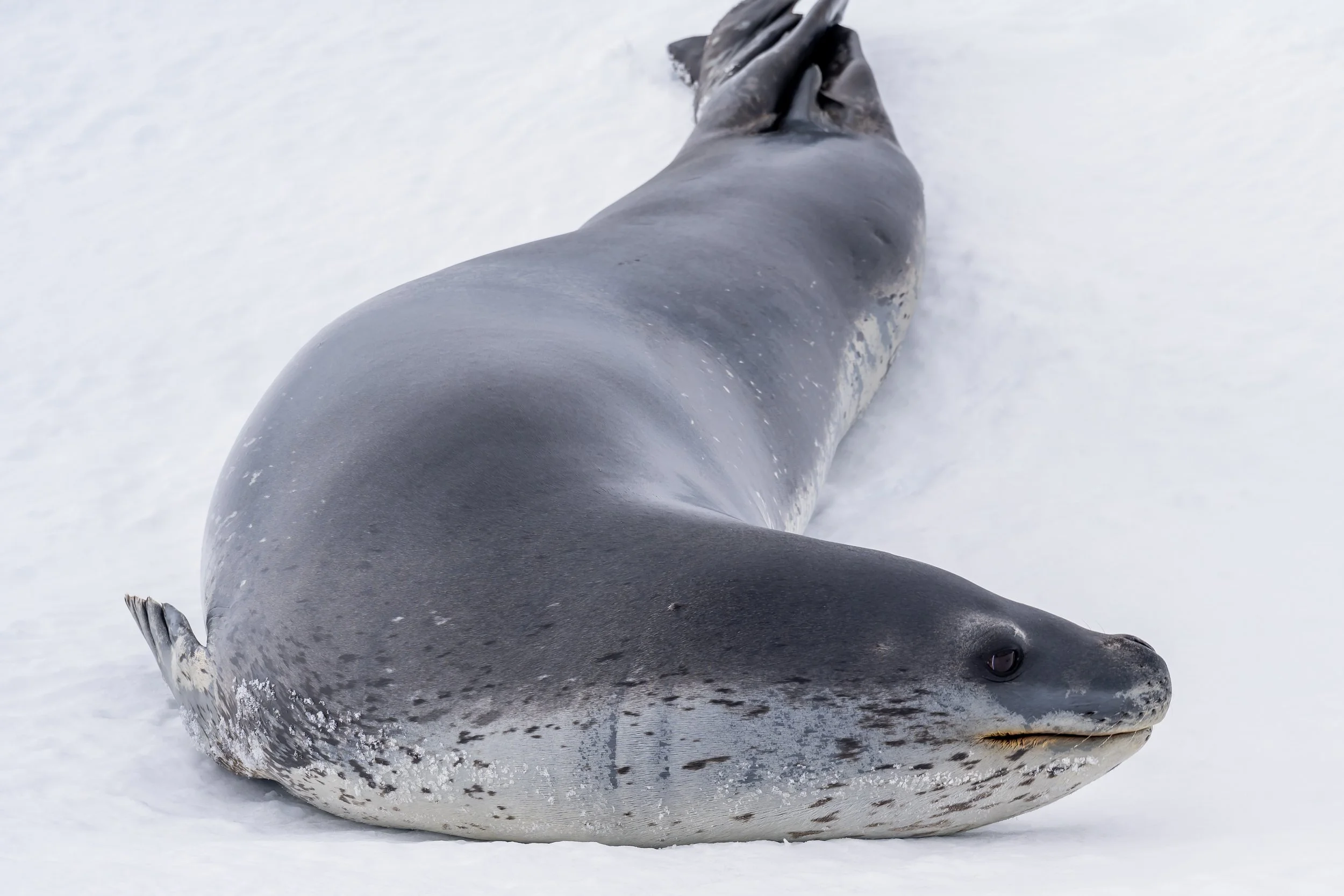 C609 - 25th of October 2:11 pm - Leopard seal on the sea ice near McMullin Island 