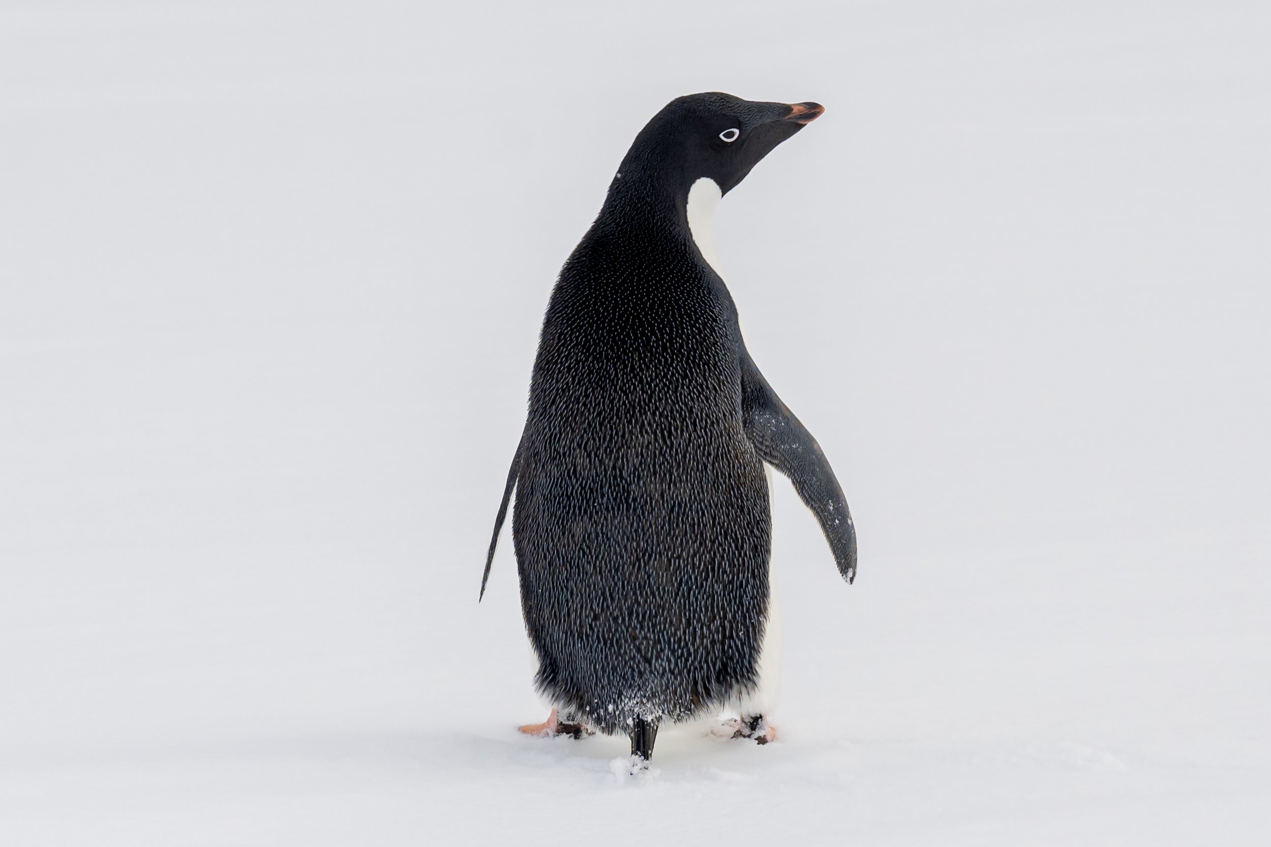C613 - 3rd of November 2022 6:05 pm - Adélie penguin on Shirley Island