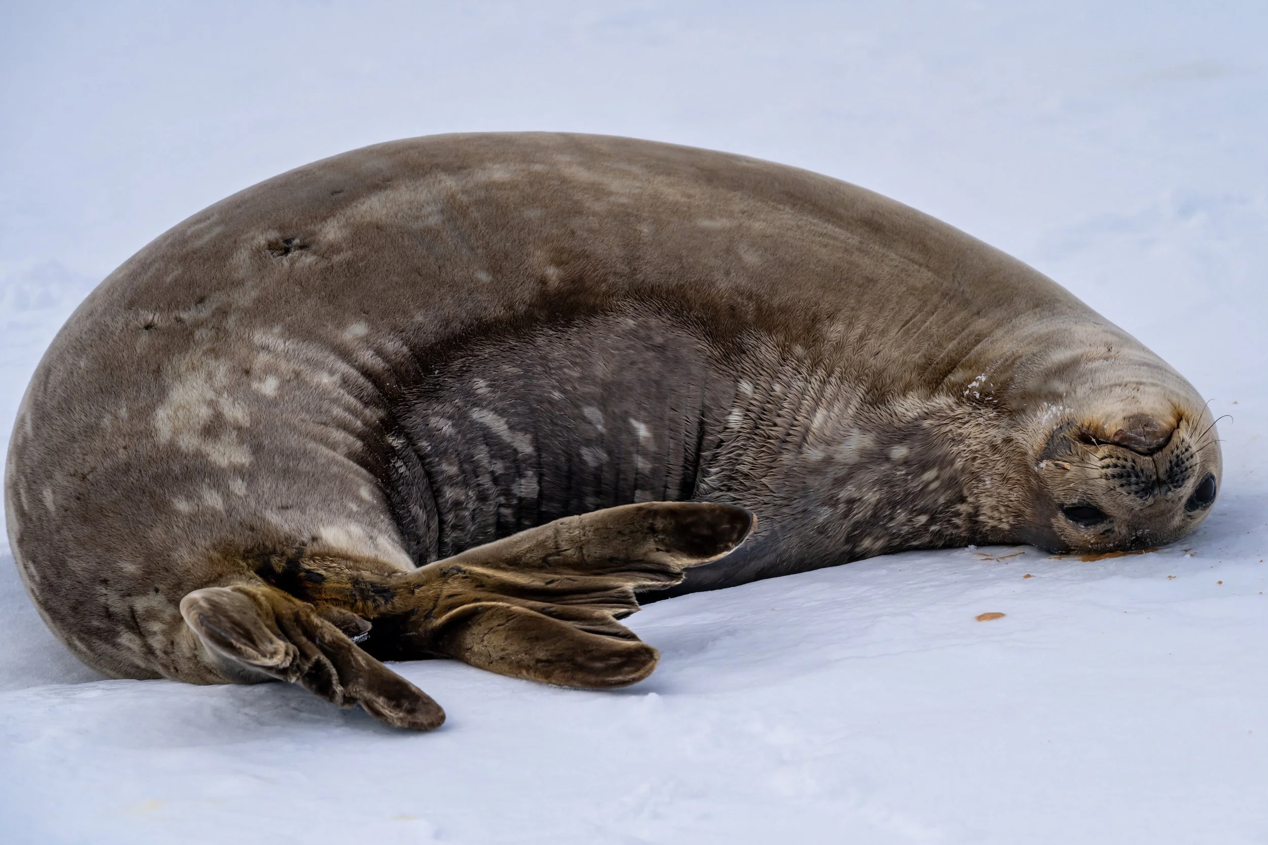 C614 - 3rd of November 2022 7:28 pm - Weddell Seal on Shirley Island